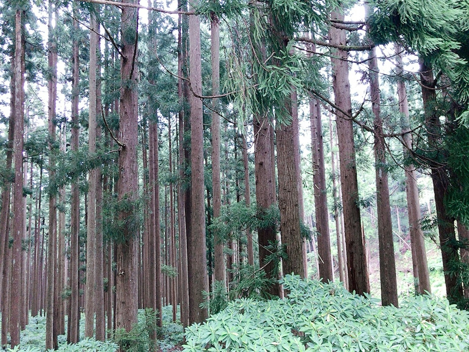 Altos árboles de cedro en un bosque con vegetación verde
