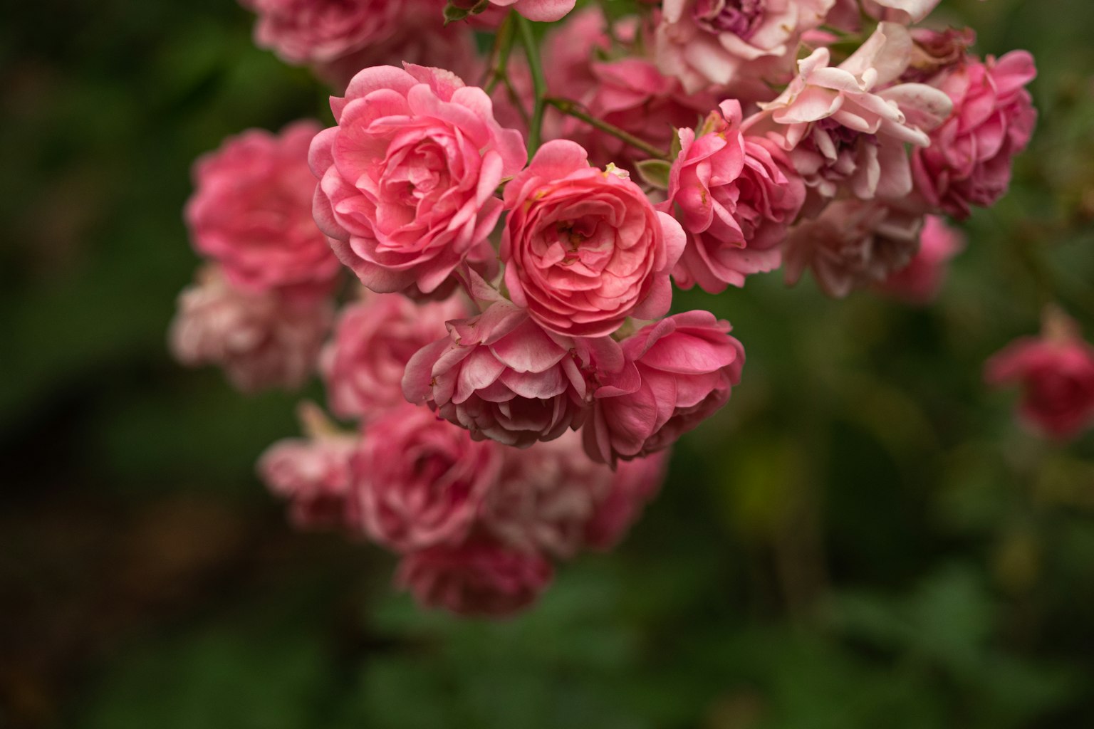 ช่อกุหลาบสีชมพูสดใสบนพื้นหลังสีเขียว