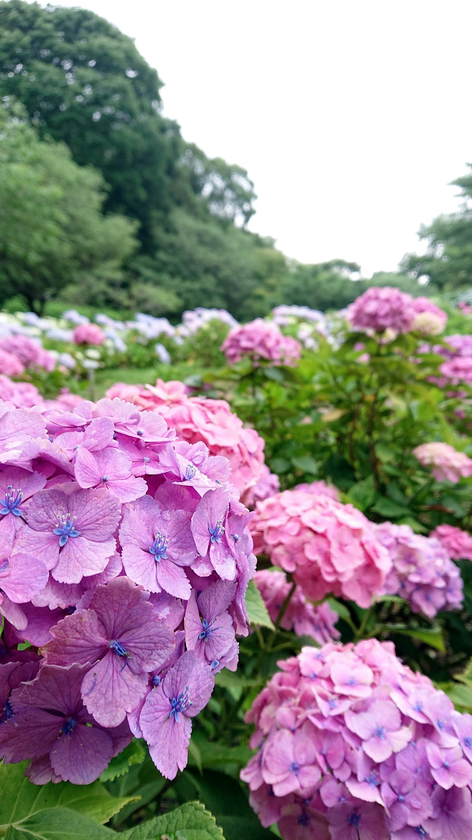 Vista de un jardín con hortensias en flor de color rosa
