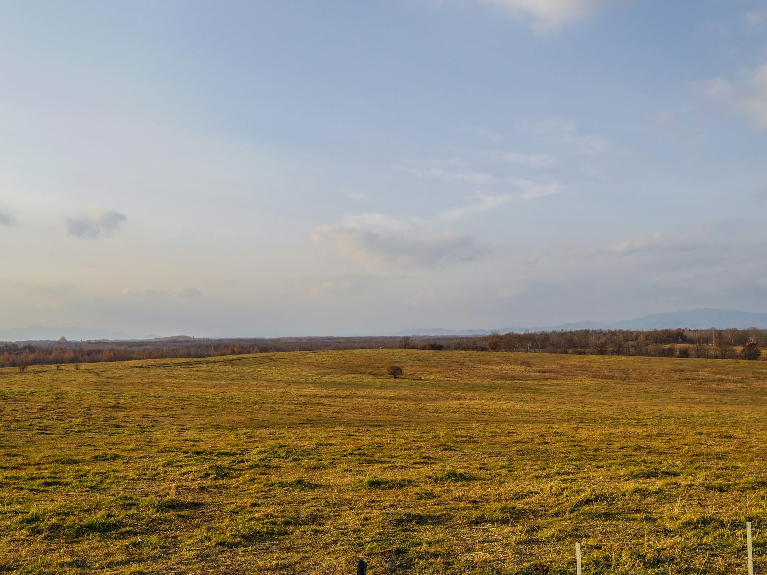 Amplio campo de hierba bajo un cielo azul