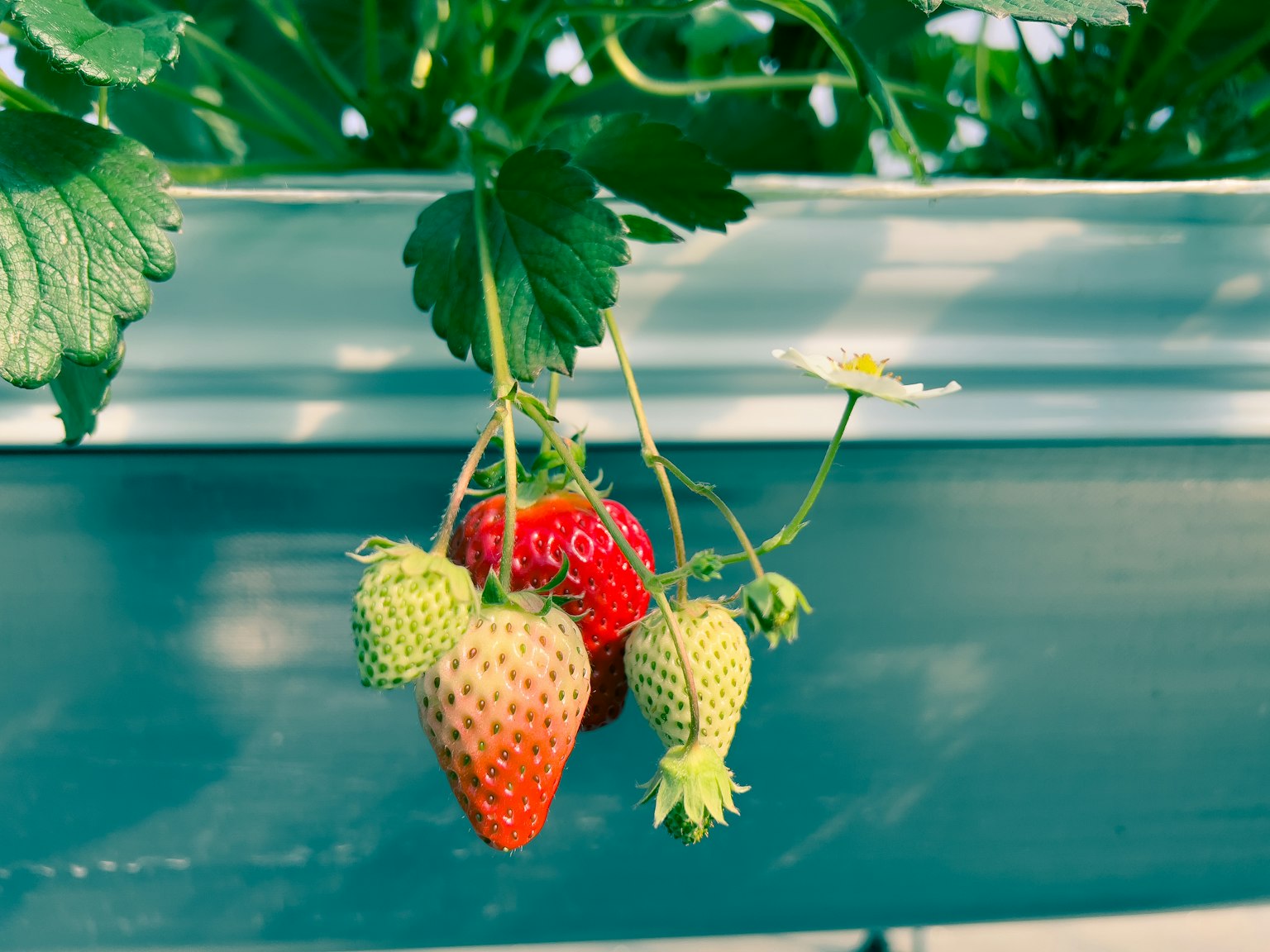 Fraises rouges mûres et fraises vertes suspendues parmi des feuilles luxuriantes