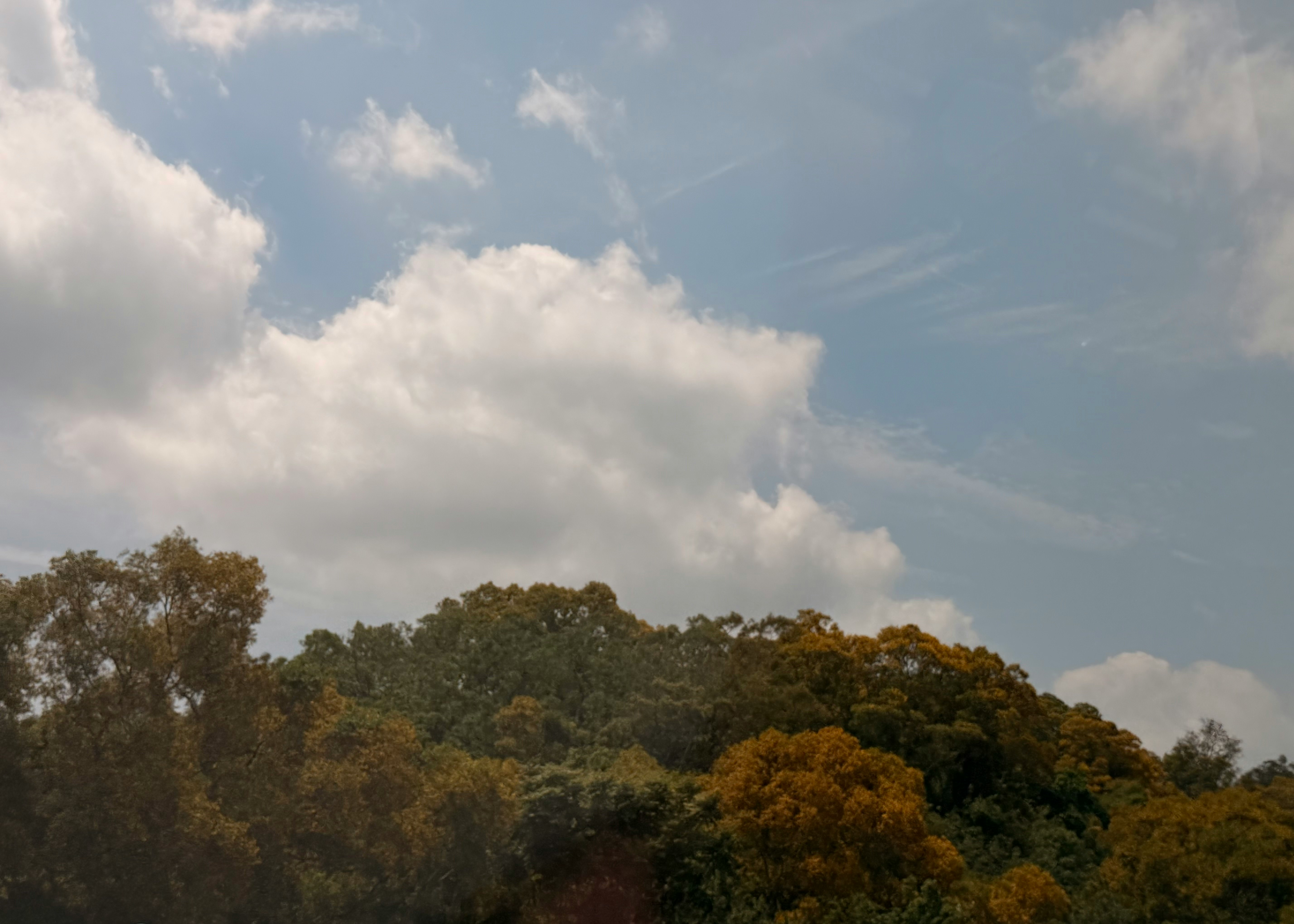 森の上に広がる雲の多い空
