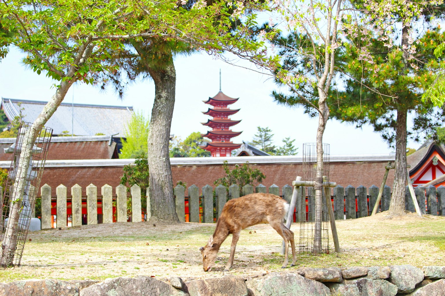 Ein Reh weidet in einem üppigen Park mit einer Pagode im Hintergrund
