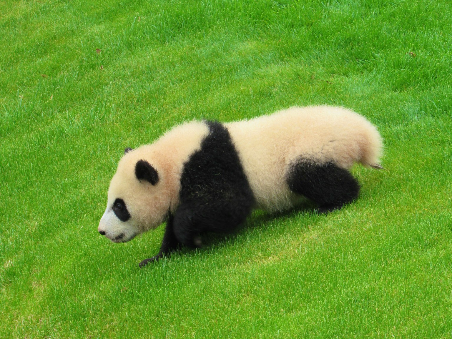 Gấu trúc con đi trên cỏ xanh