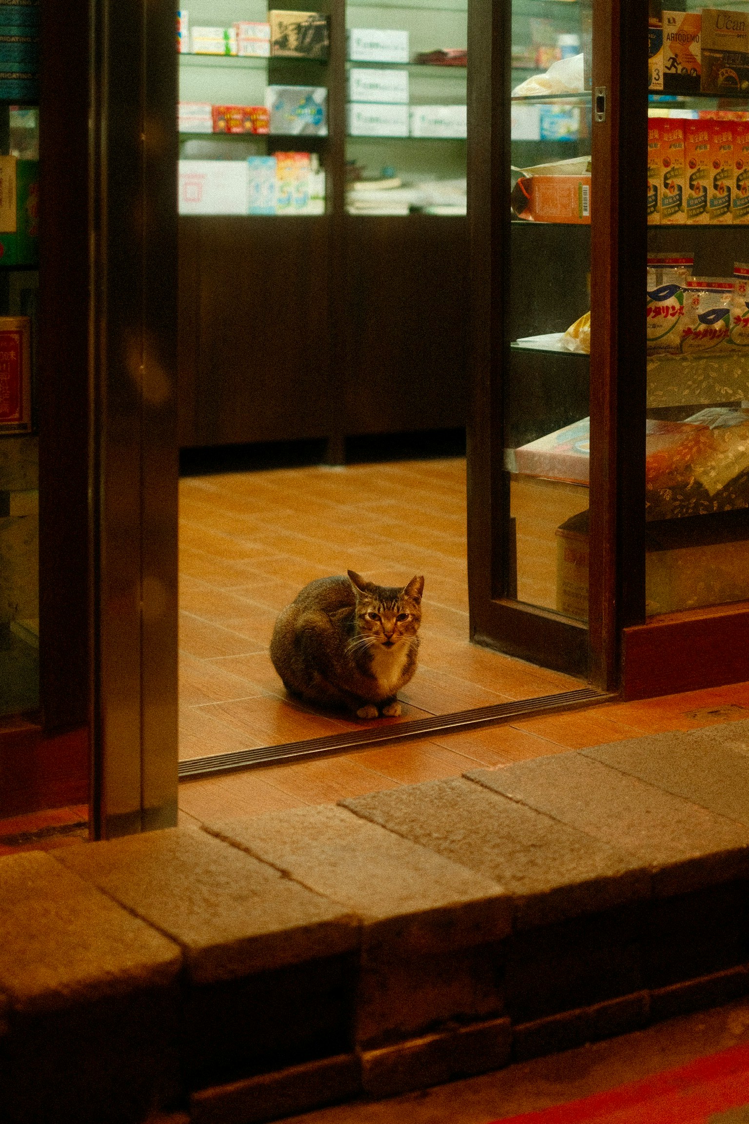A cat resting in front of a glass shop door