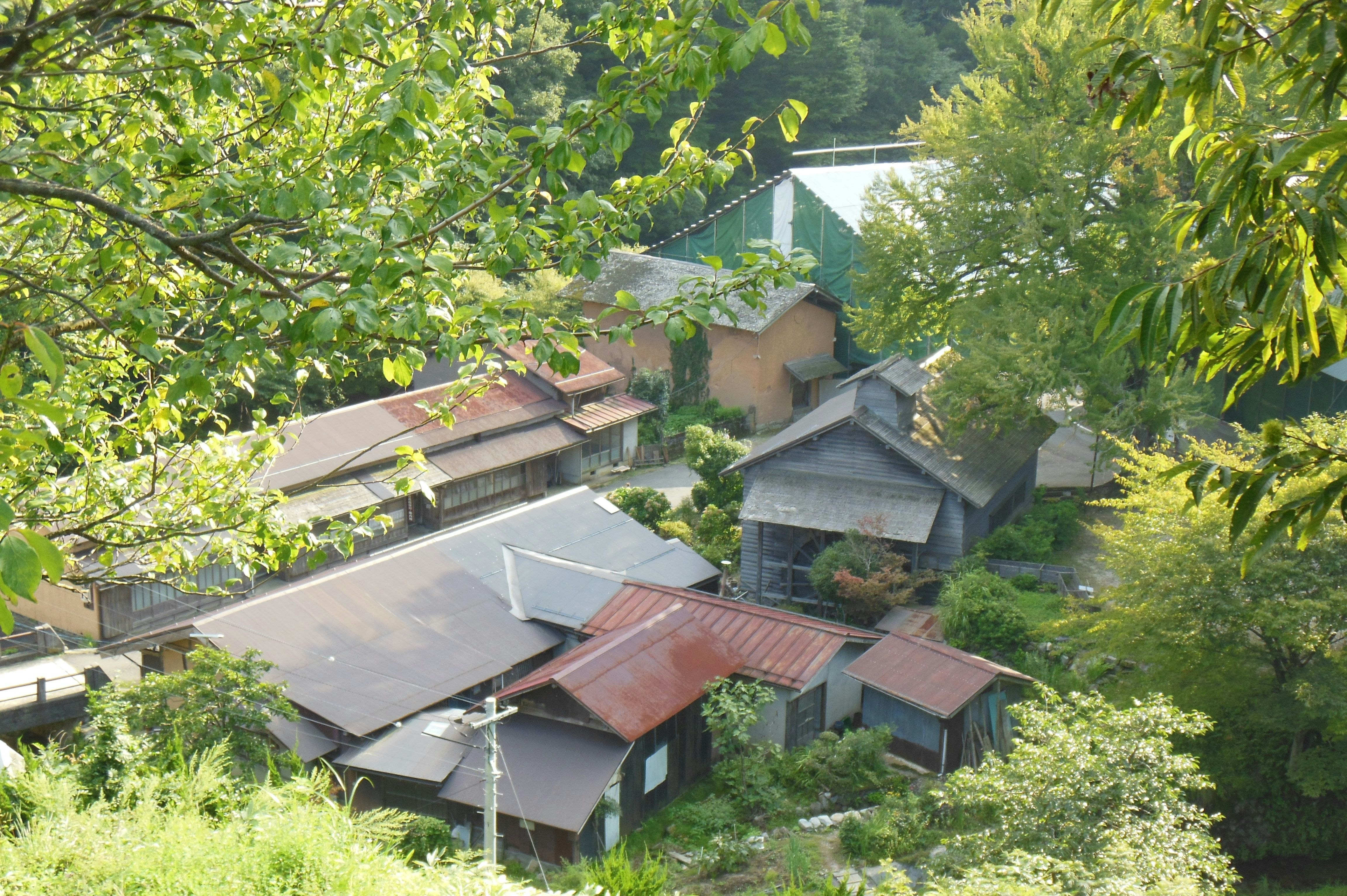 被茂密绿植环绕的老房子村落景色