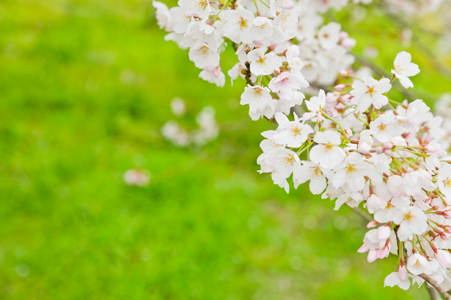 Zweig mit Kirschblüten vor grünem Hintergrund
