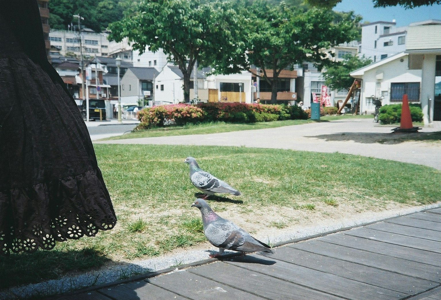 Two pigeons on the grass in a park with a woman in a black skirt