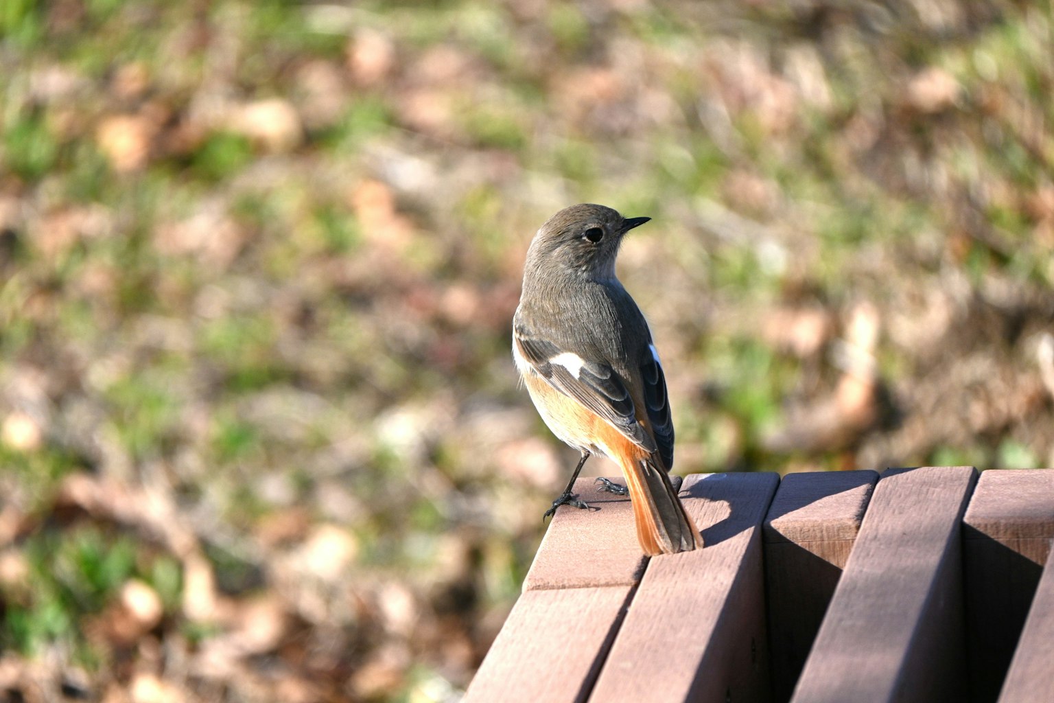 Un oiseau perché sur un banc en bois