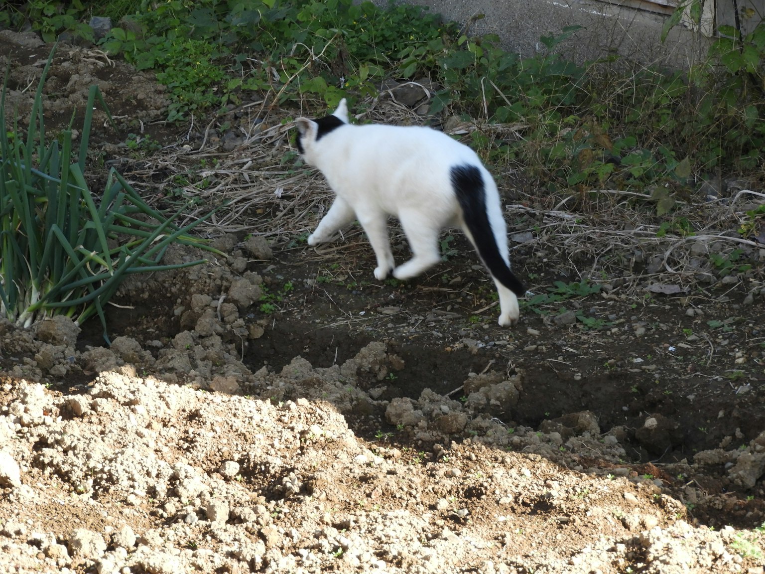 Un chat noir et blanc marchant sur de la terre