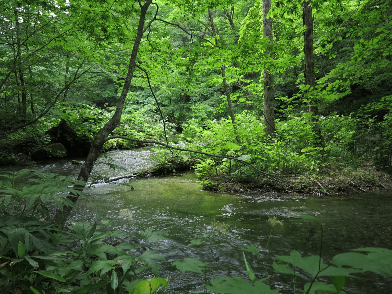 Un paysage de rivière serein dans une forêt verte luxuriante avec de l'eau qui coule et un feuillage dense