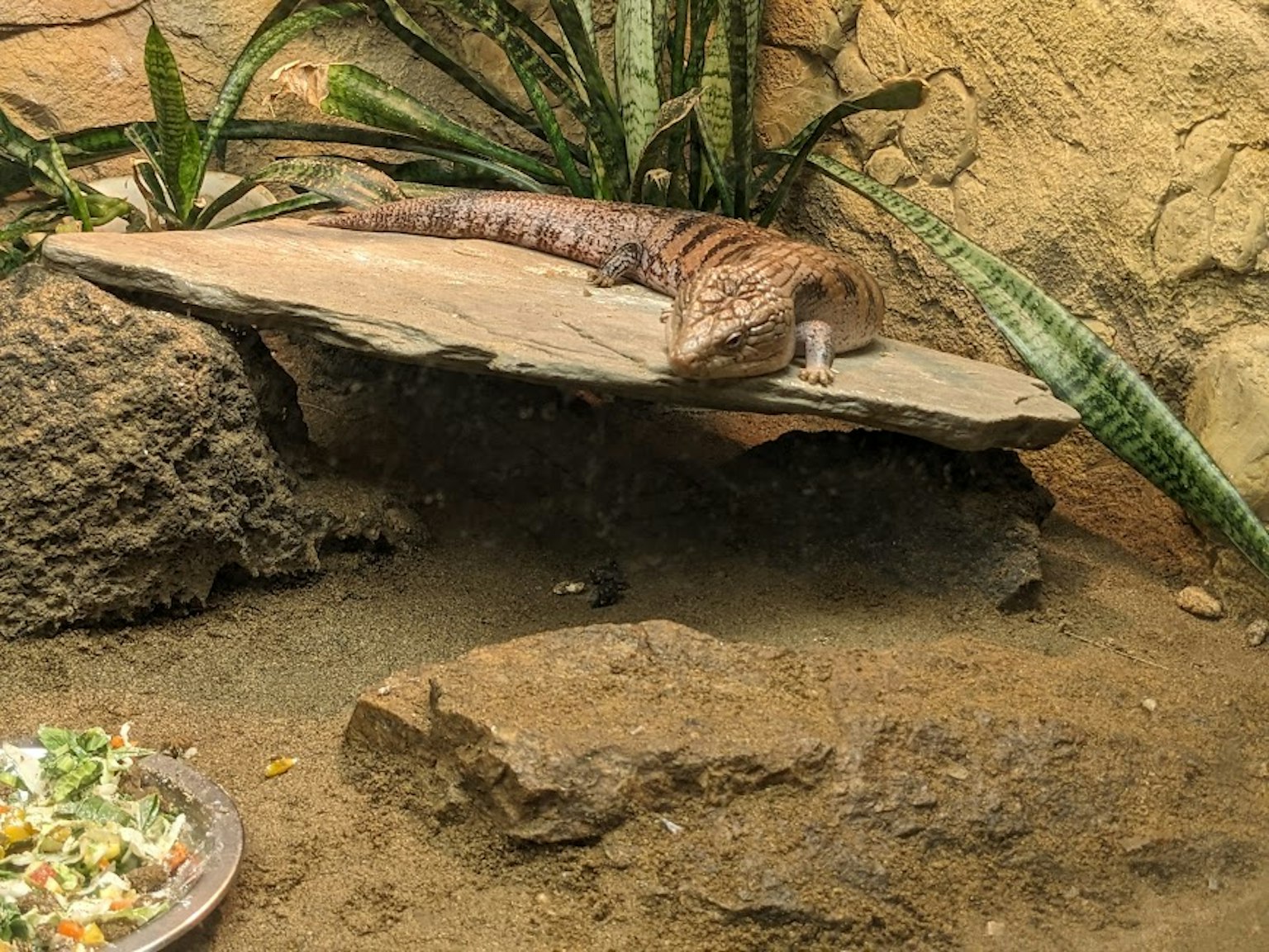 Seekor reptil beristirahat di atas batu dengan tanaman di sekitarnya