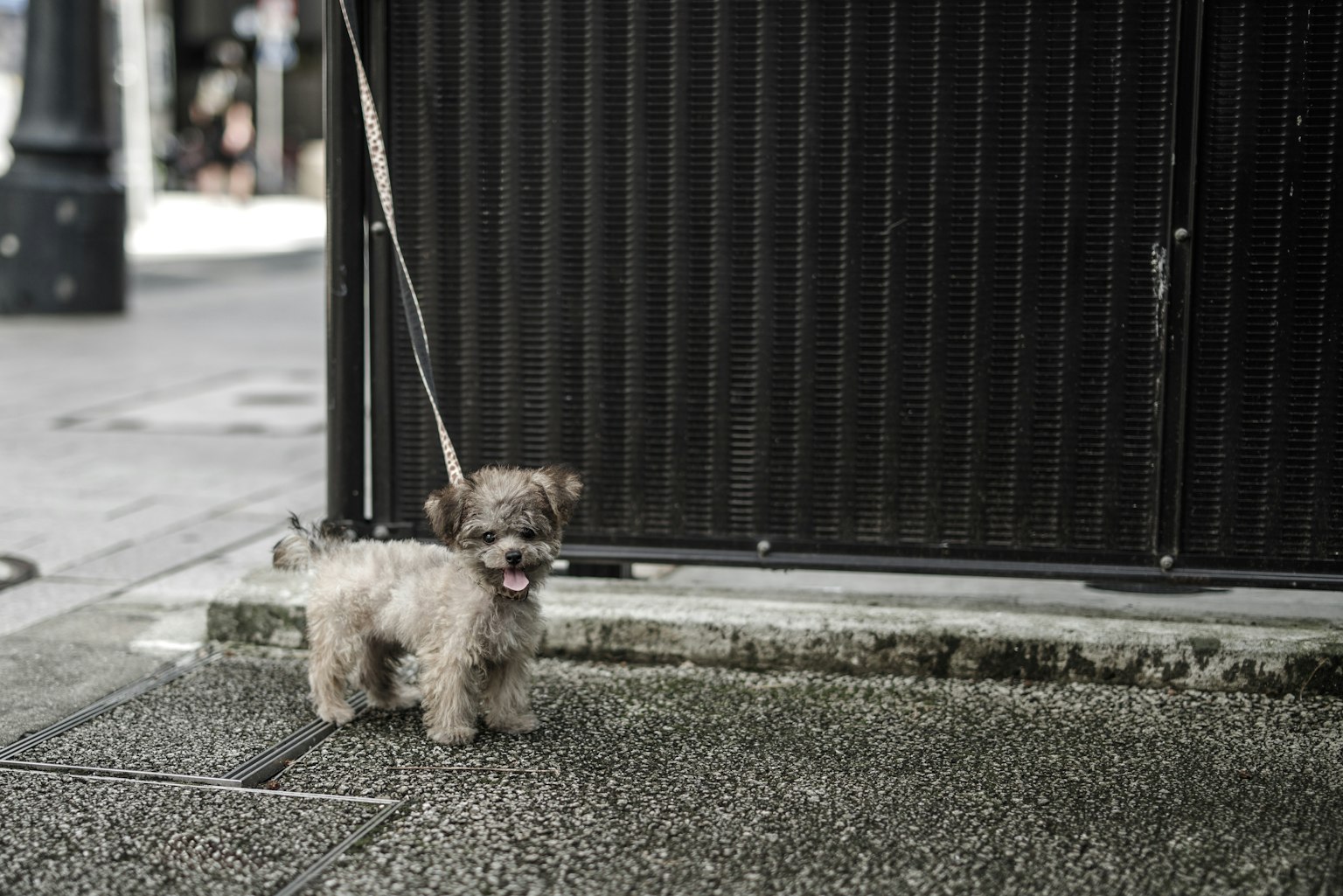 Chó nhỏ lông xù đứng trước hàng rào đen