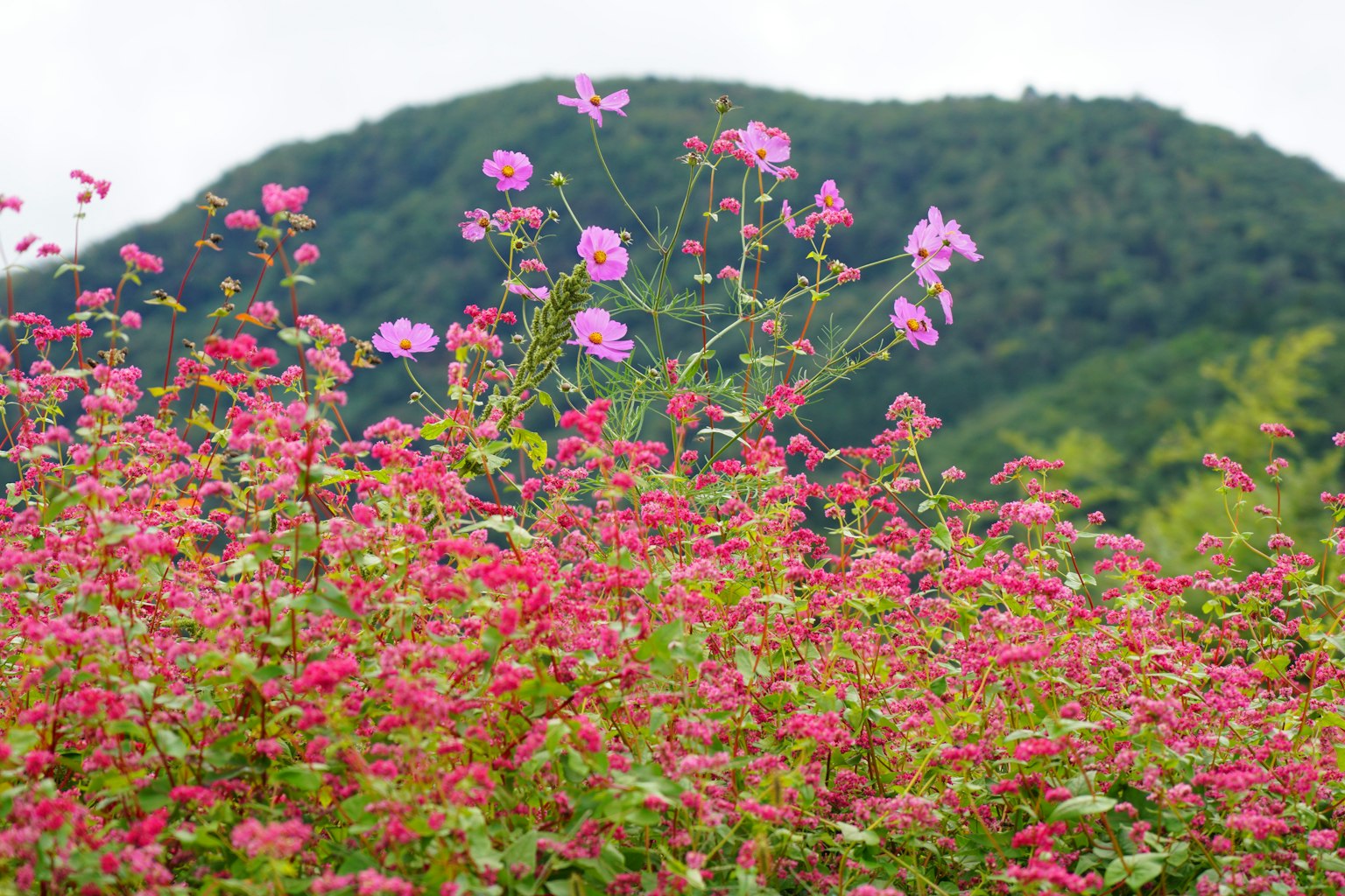 Lebendige Blumen in Rosatönen mit einem grünen Berg im Hintergrund