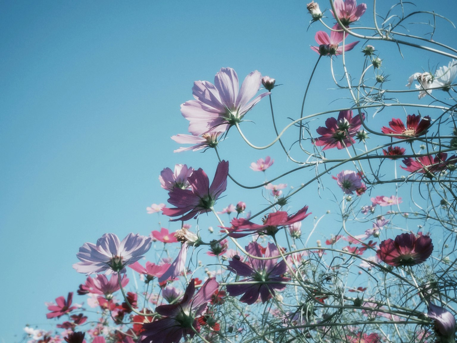 Colorful cosmos flowers against a blue sky