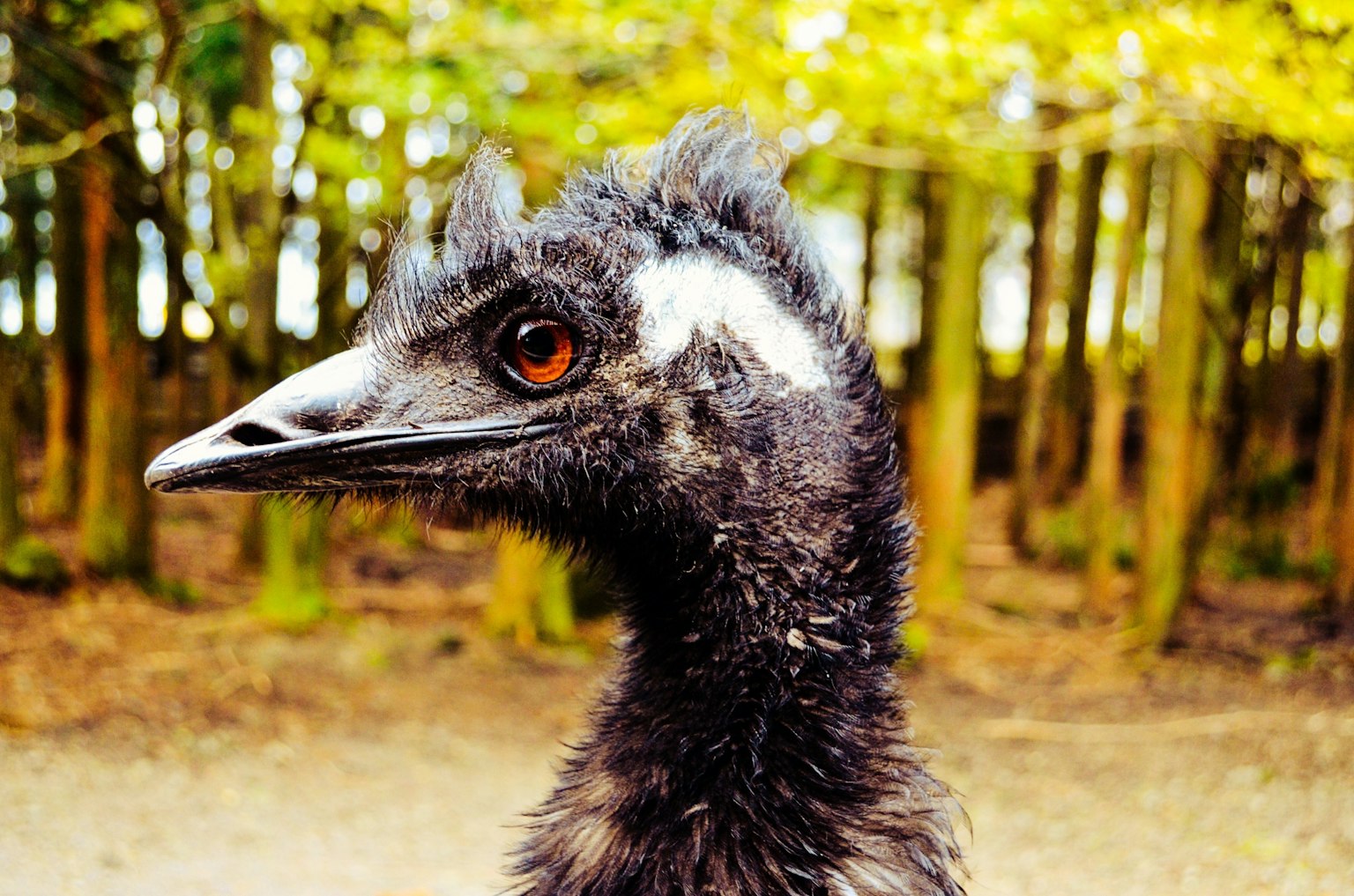 一隻鴕鳥的特寫 背景是模糊的森林和綠色樹木