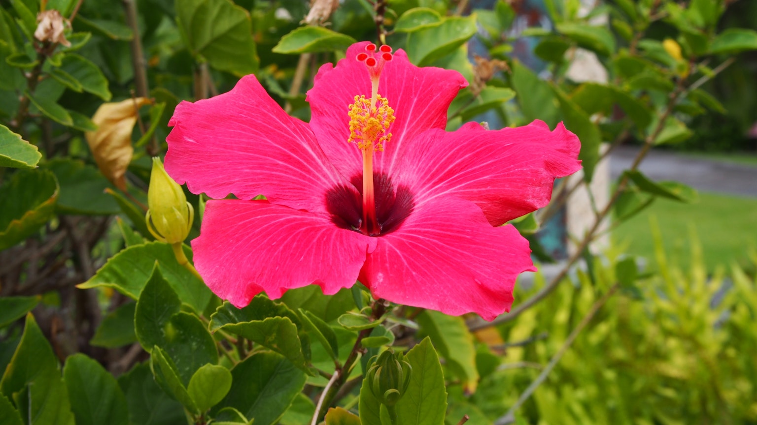 Fiore di ibisco rosa vivace che sboccia tra foglie verdi