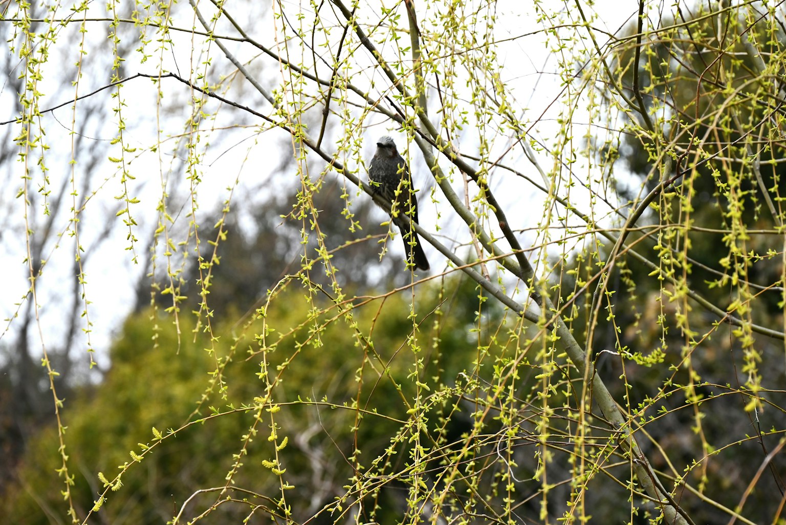 Un pájaro posado en ramas verdes con hojas delicadas