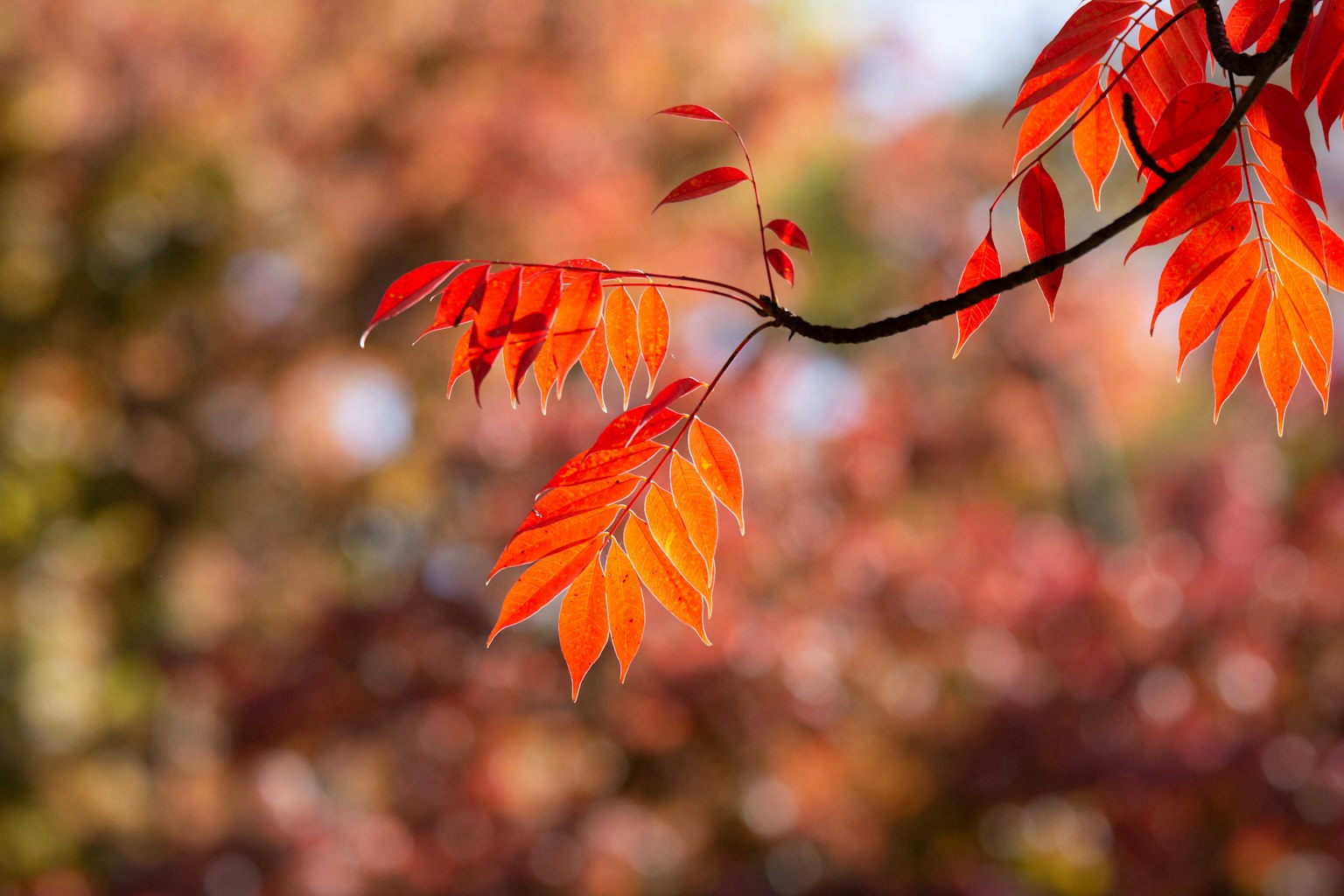 Foglie rosse vivaci su un ramo in un ambiente autunnale