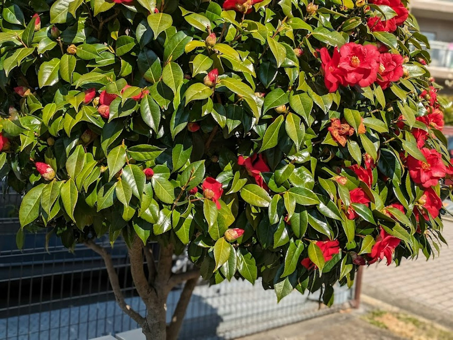 一棵茂盛的树，鲜红的花朵和光亮的绿色叶子