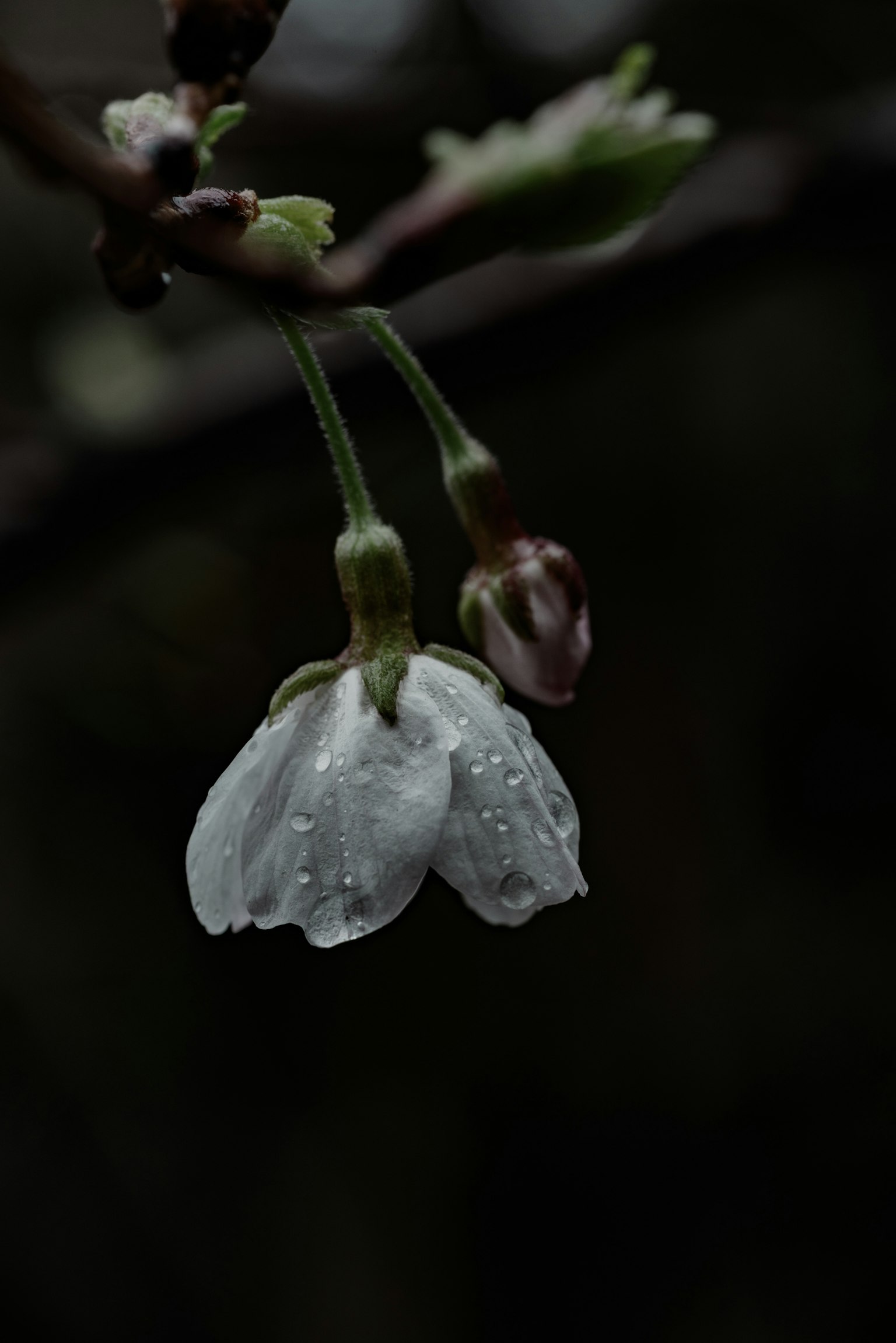어두운 배경에 흰 벚꽃과 봉오리