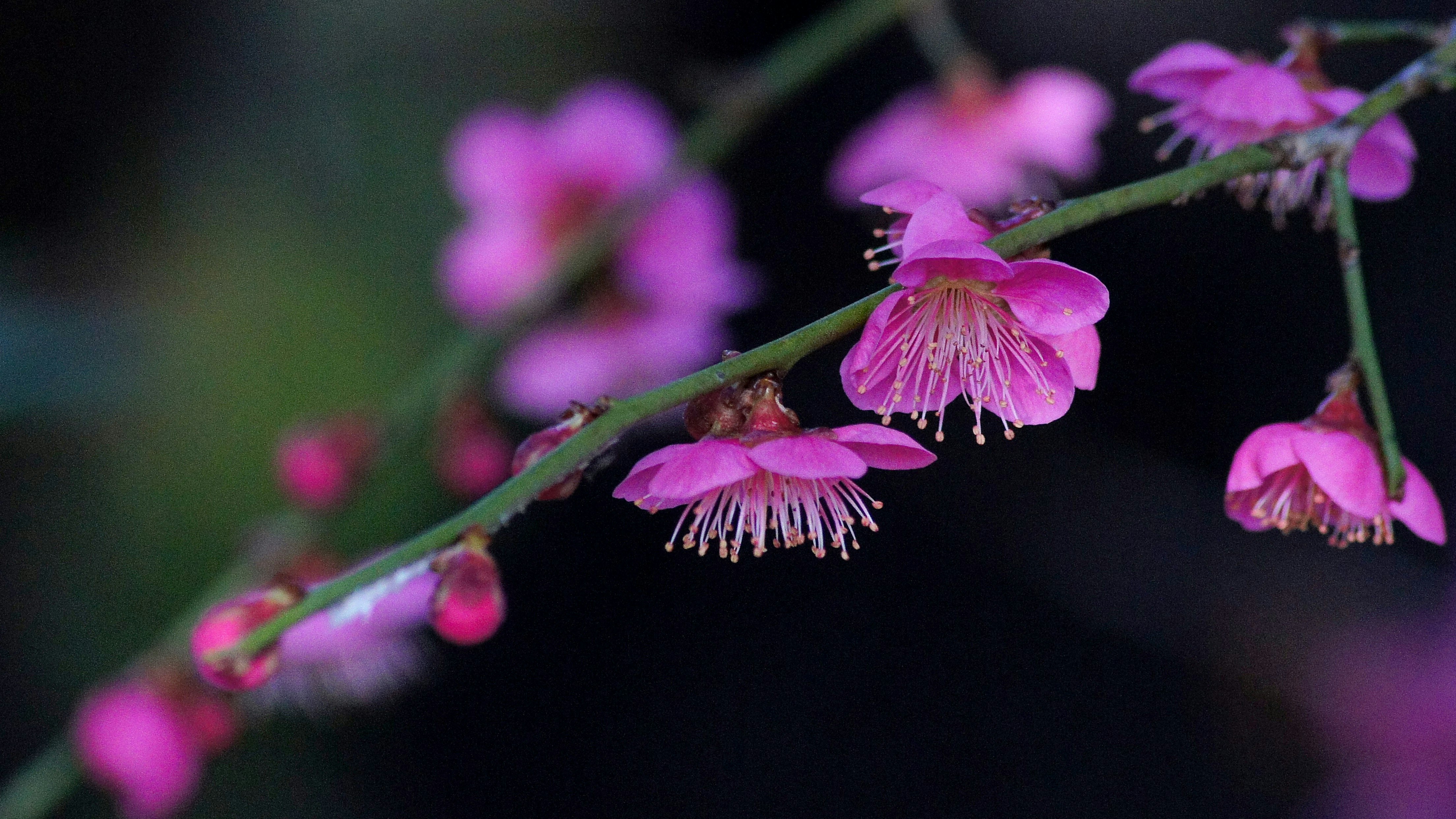 枝垂れ梅のピンクの一重の花枝