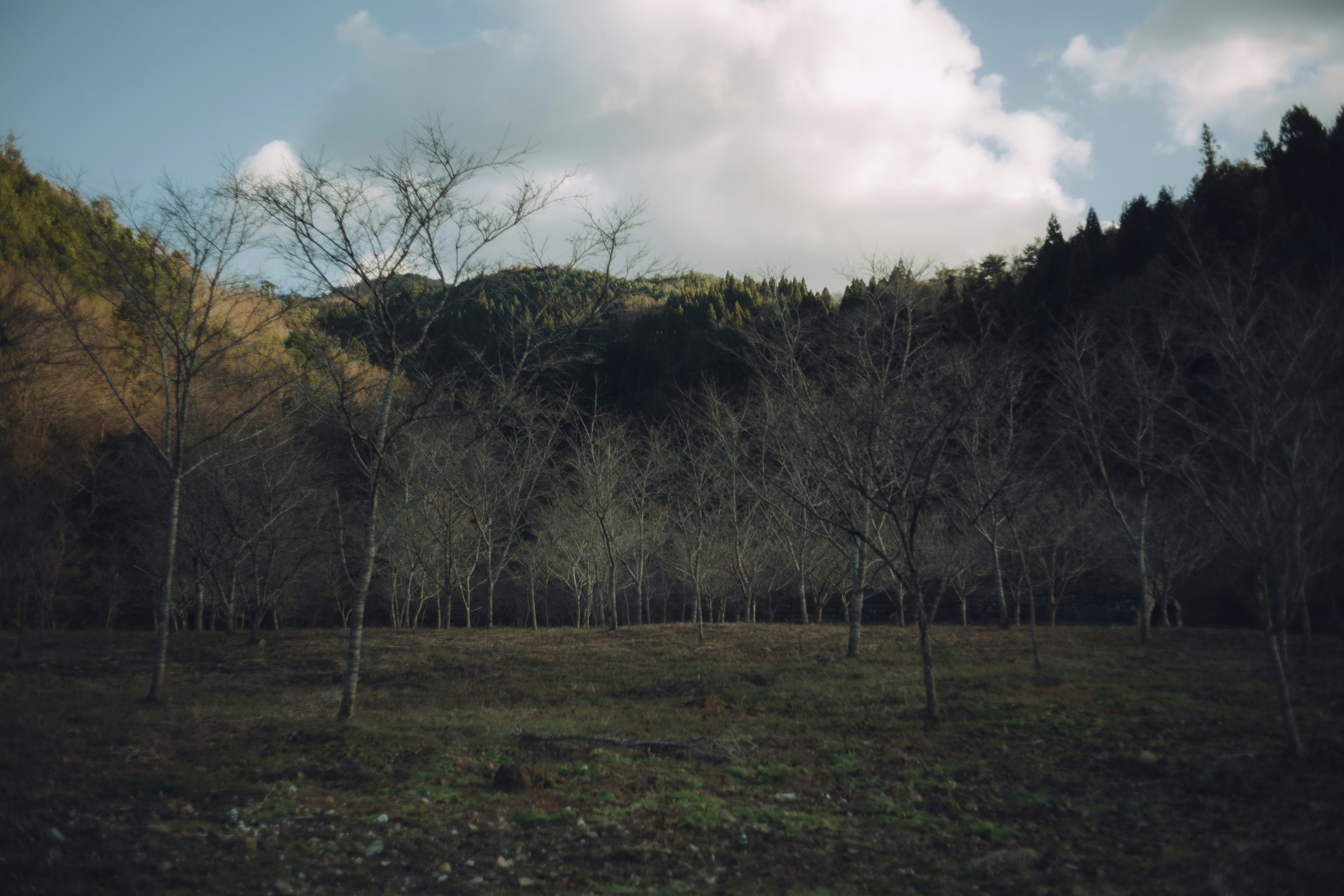 枯れ木の並ぶ森の草地と曇り空