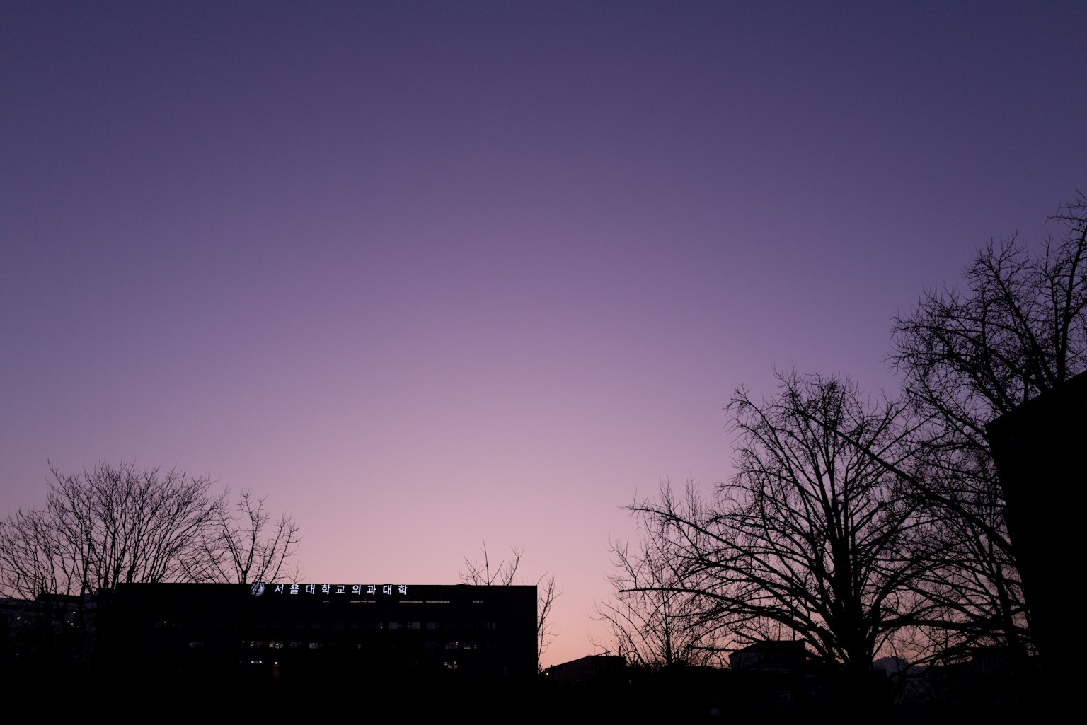 Violetter Himmel zur Dämmerung mit silhouettierten Bäumen
