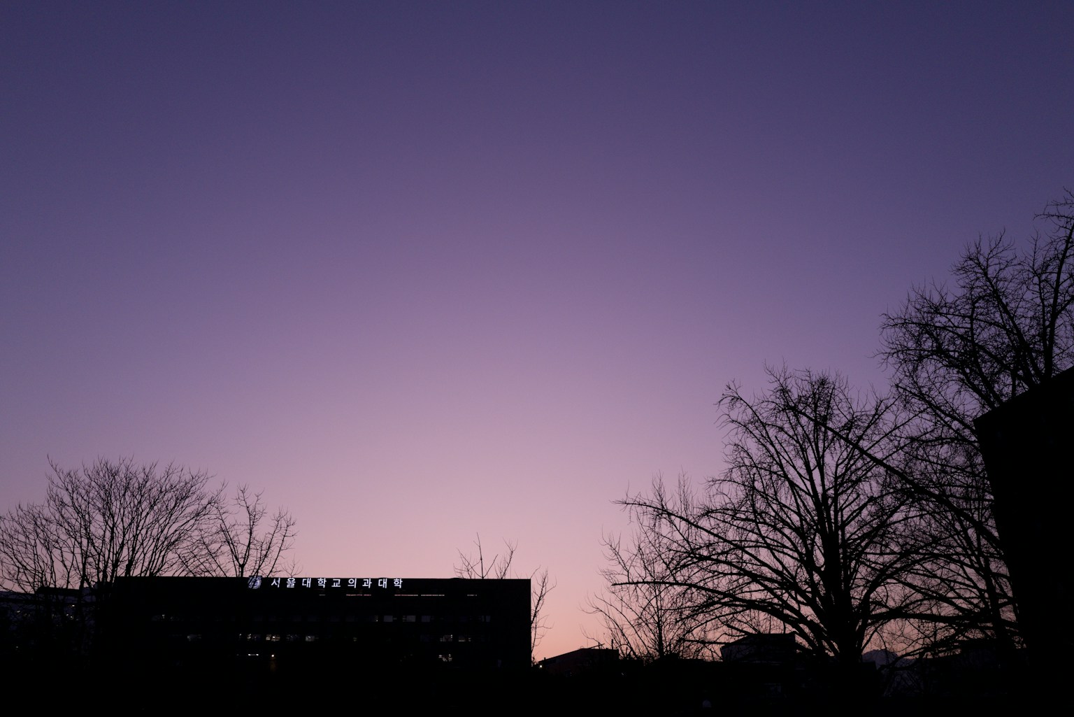 Twilight purple sky with silhouetted trees