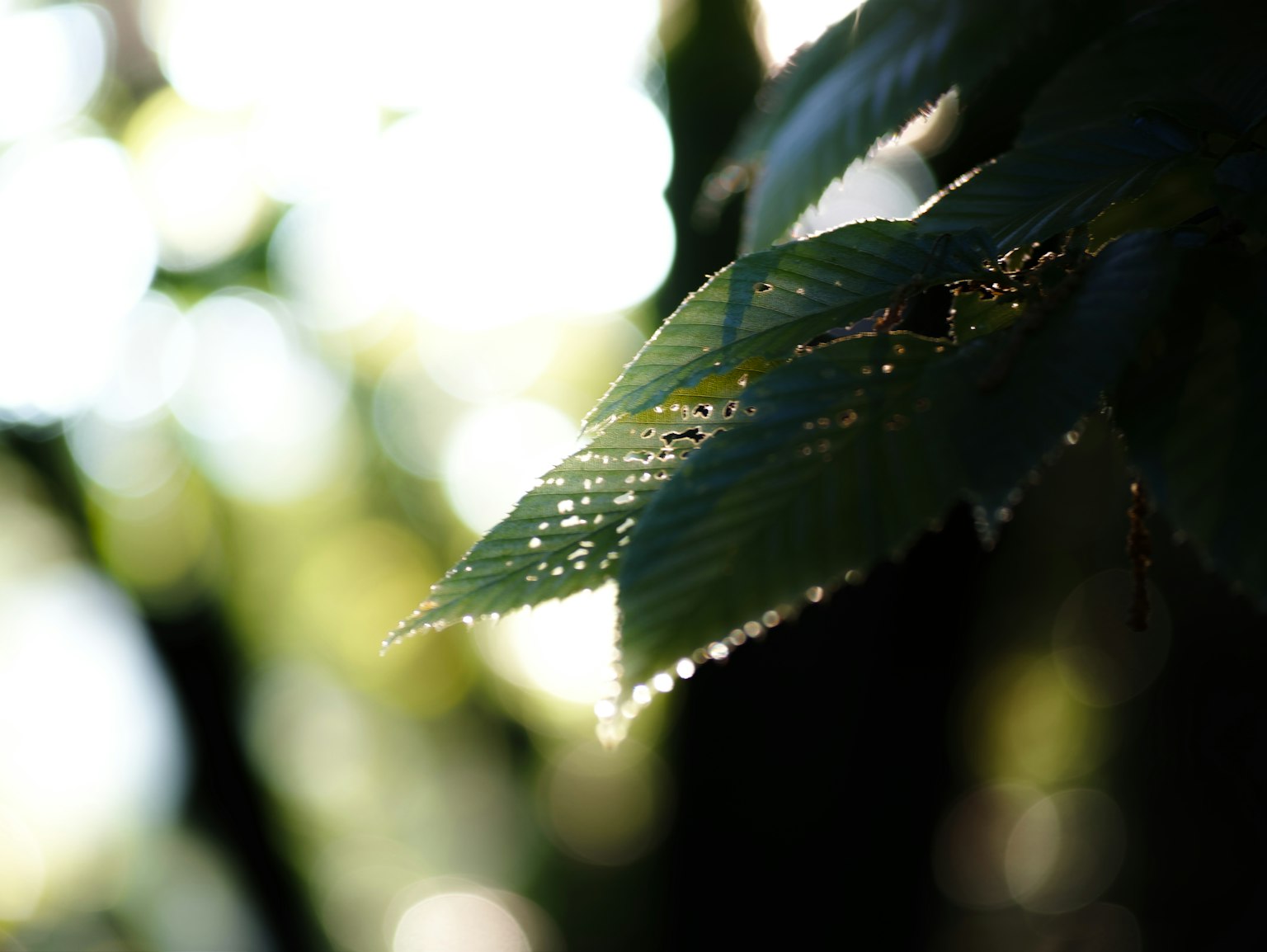 模糊背景中露水滴的葉子特寫