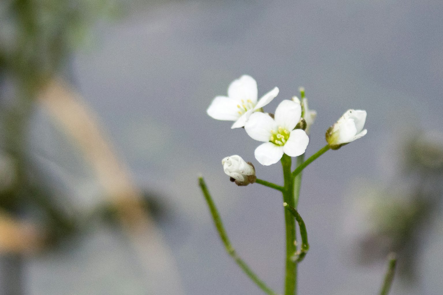 水邊盛開的白色花朵和綠色茎