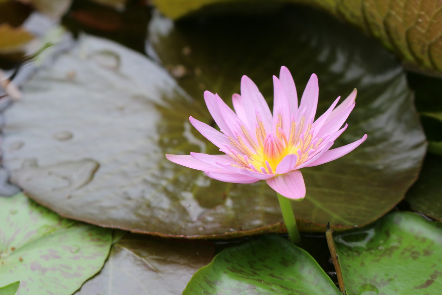 Rosa Seerose blüht auf einem grünen Seerosenblatt
