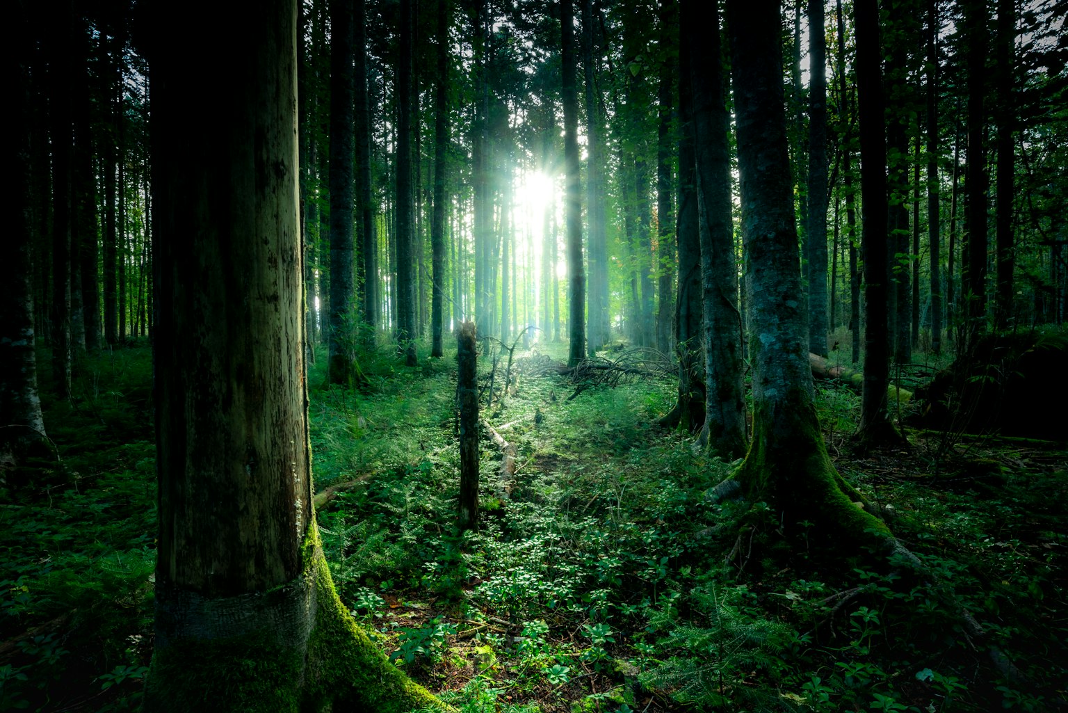 Scène mystérieuse dans une forêt avec des arbres verts et une lumière douce