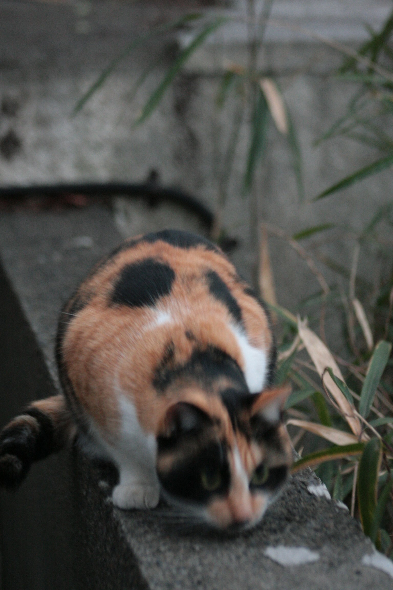 A calico cat with black and orange patches walking on a concrete edge