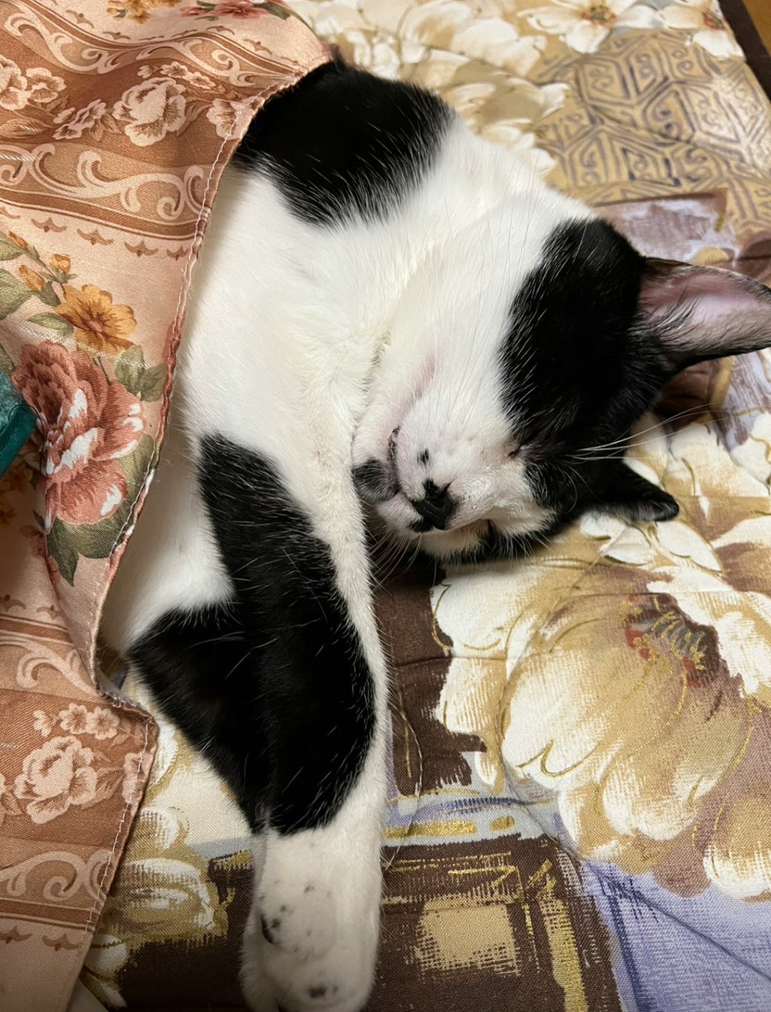 Un gatto bianco e nero che dorme su una coperta a motivi floreali