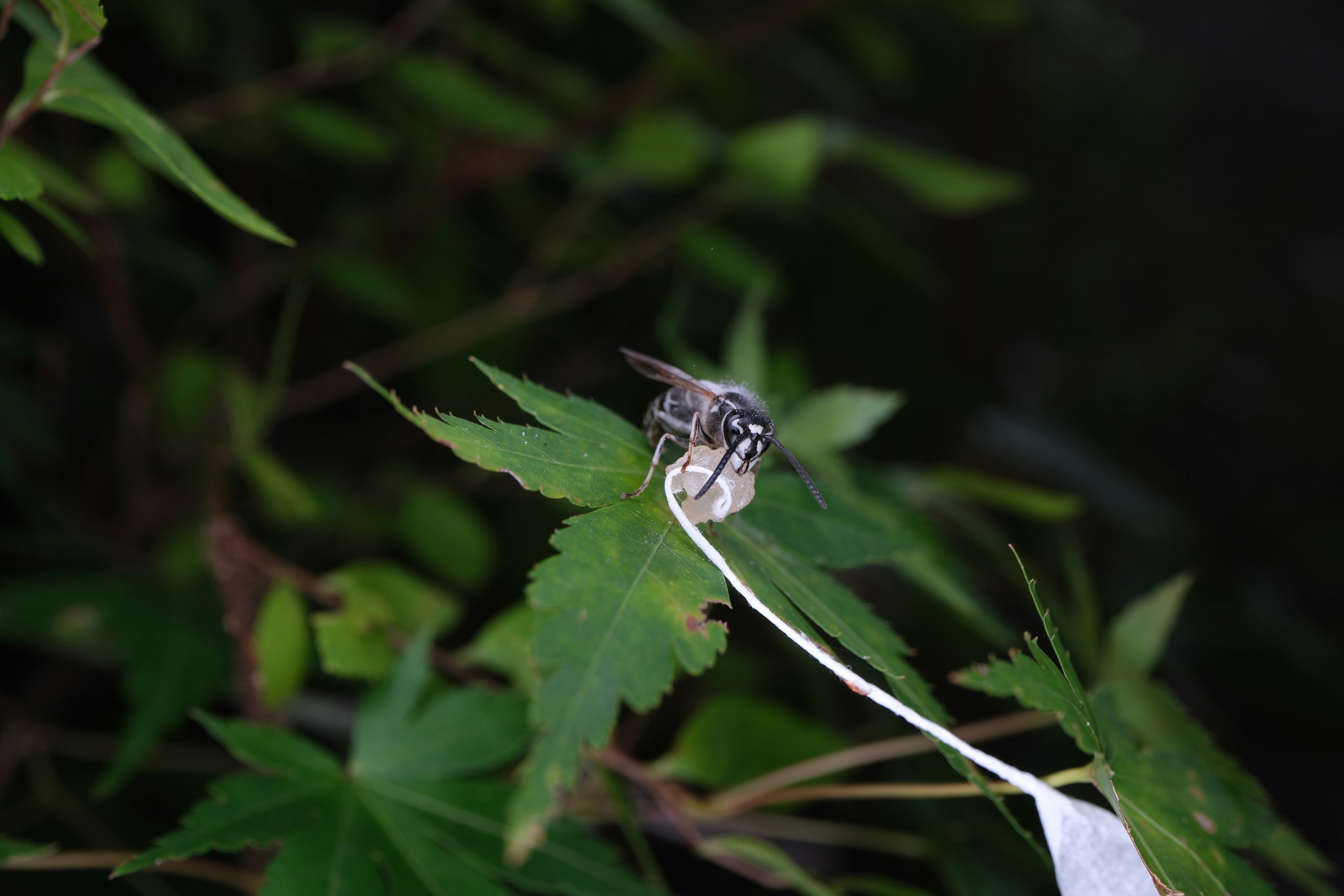 クロスズメバチが葉の上にとまる自然の接写