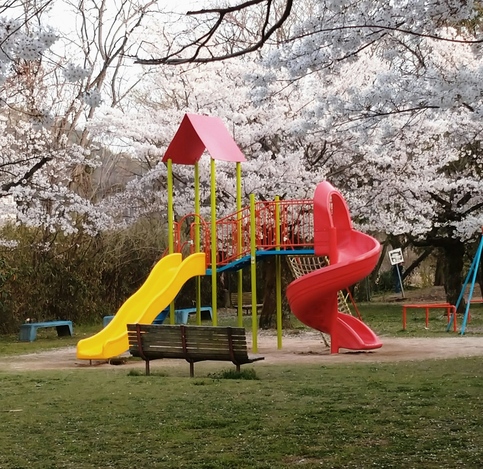 Équipement de jeu coloré avec toboggans et banc sous des cerisiers en fleurs