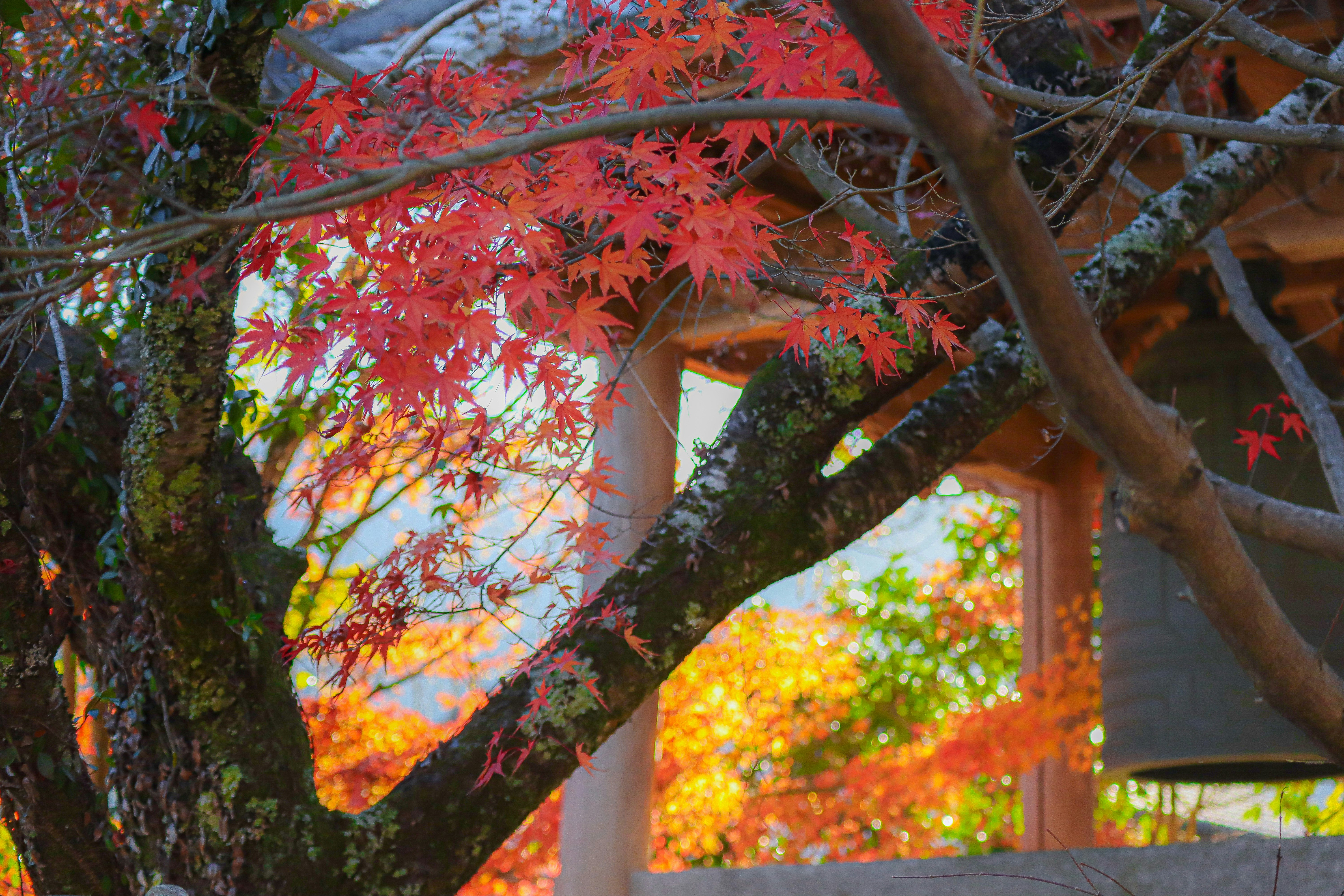 紅葉の枝と背景の秋色の景色