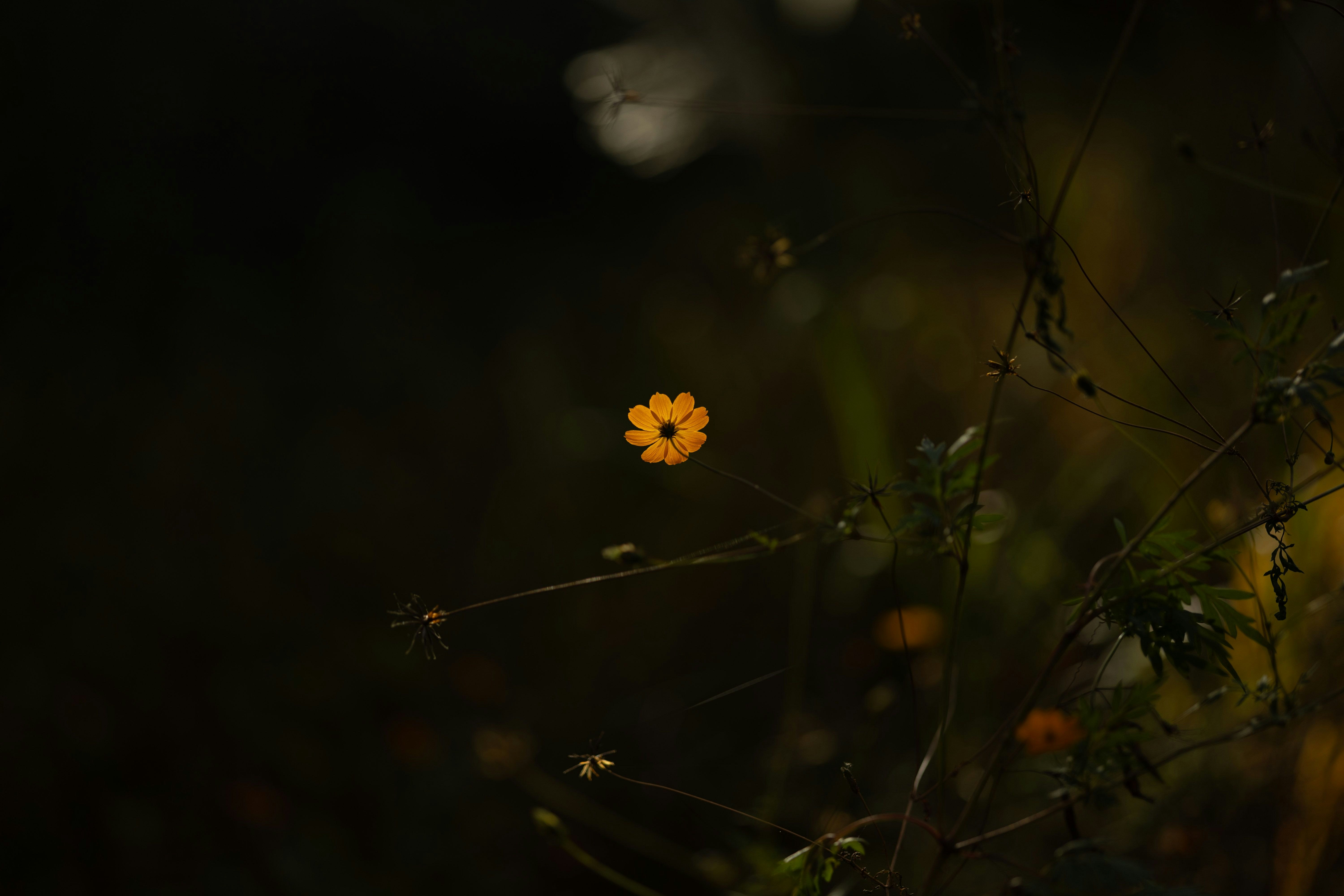 暗がりで咲く小さな花と草の枝先