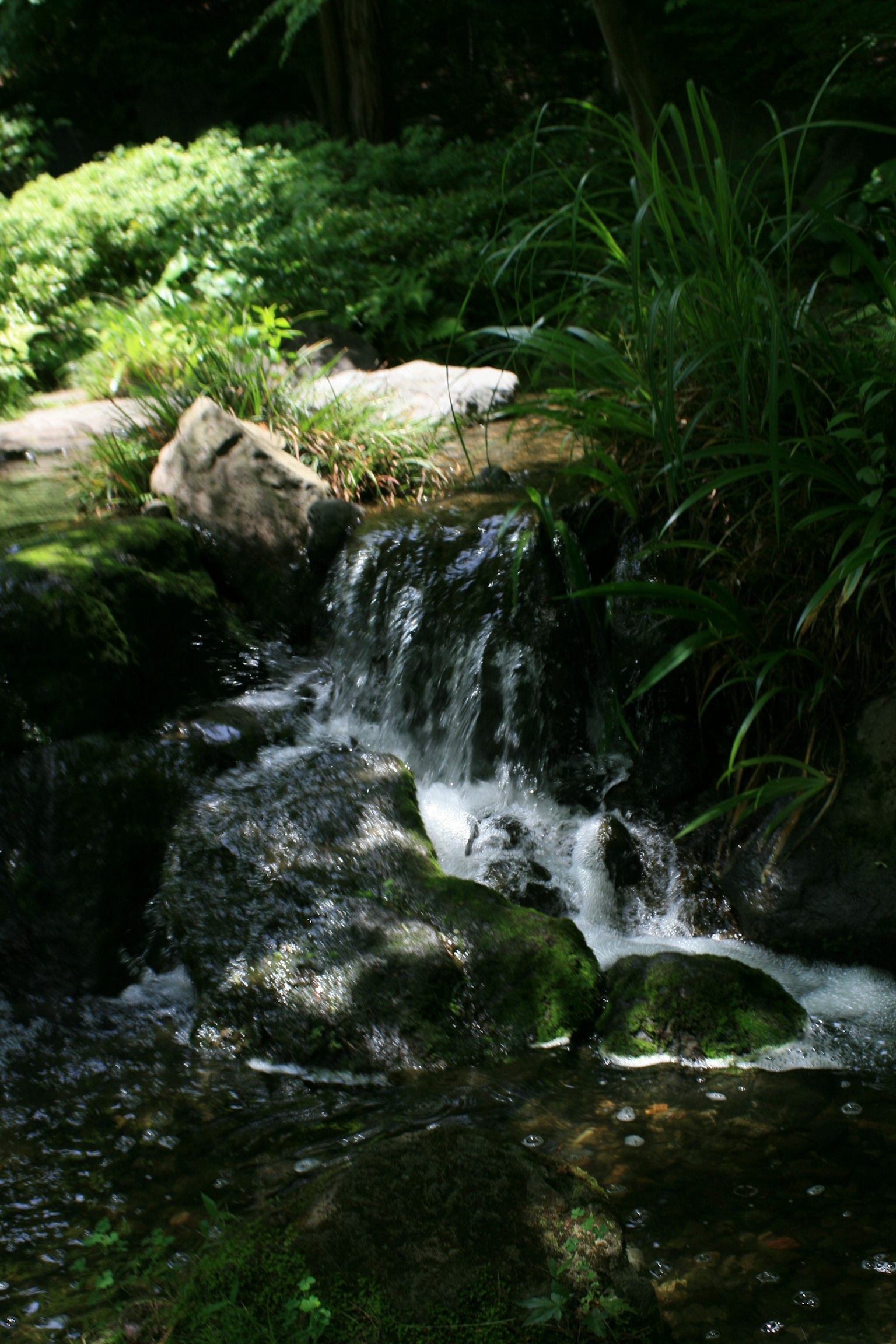 Pequeña cascada rodeada de plantas verdes