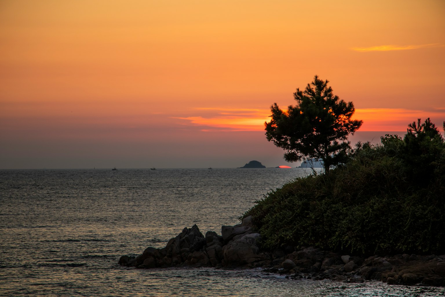 Silhouette d'arbre contre un coucher de soleil sur l'océan