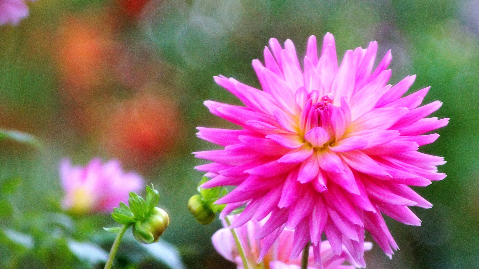 Leuchtende rosa Blume blüht in einem Garten