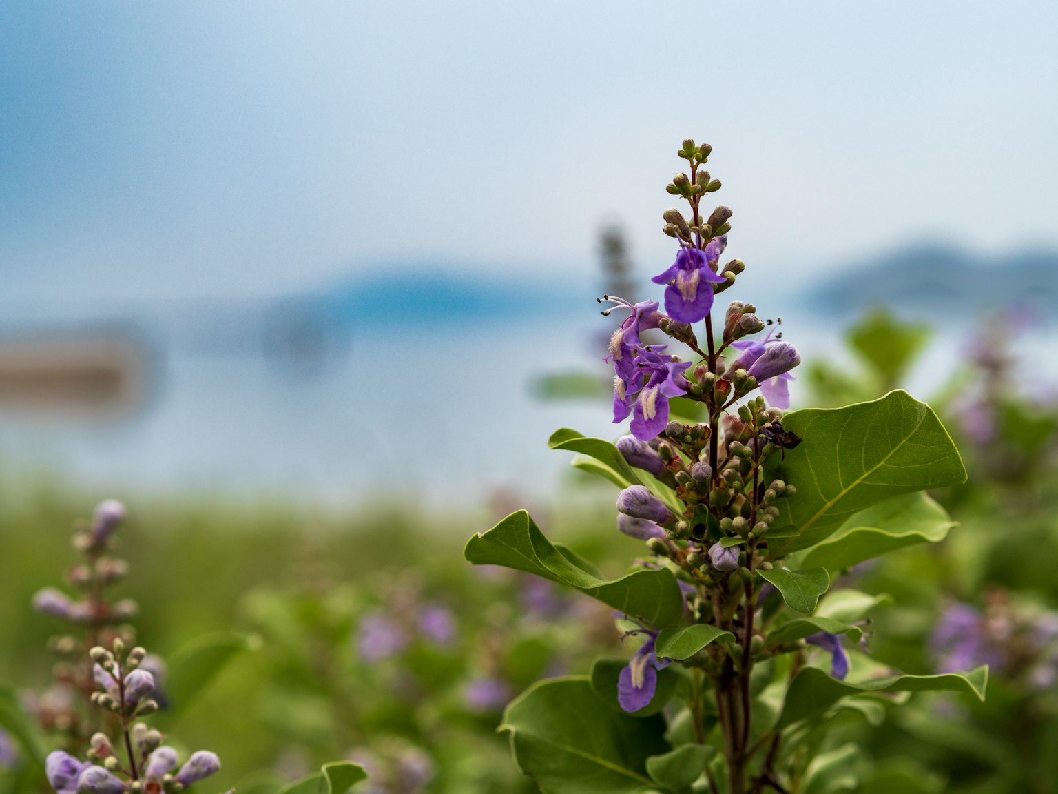 Primo piano di fiori viola con foglie verdi vicino all'acqua
