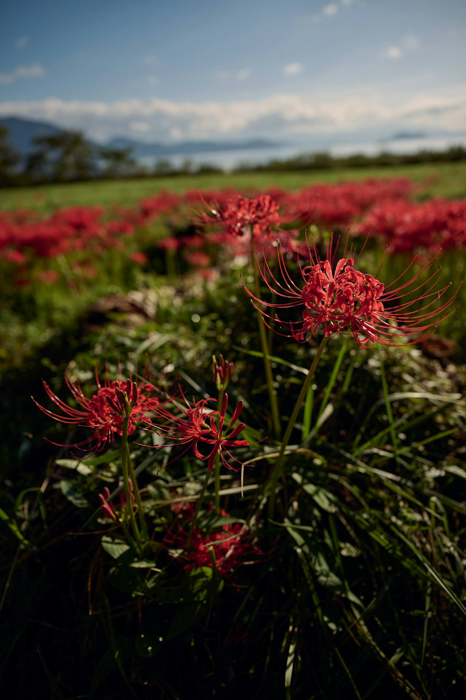 Feld mit roten Spinnenlilien unter blauem Himmel