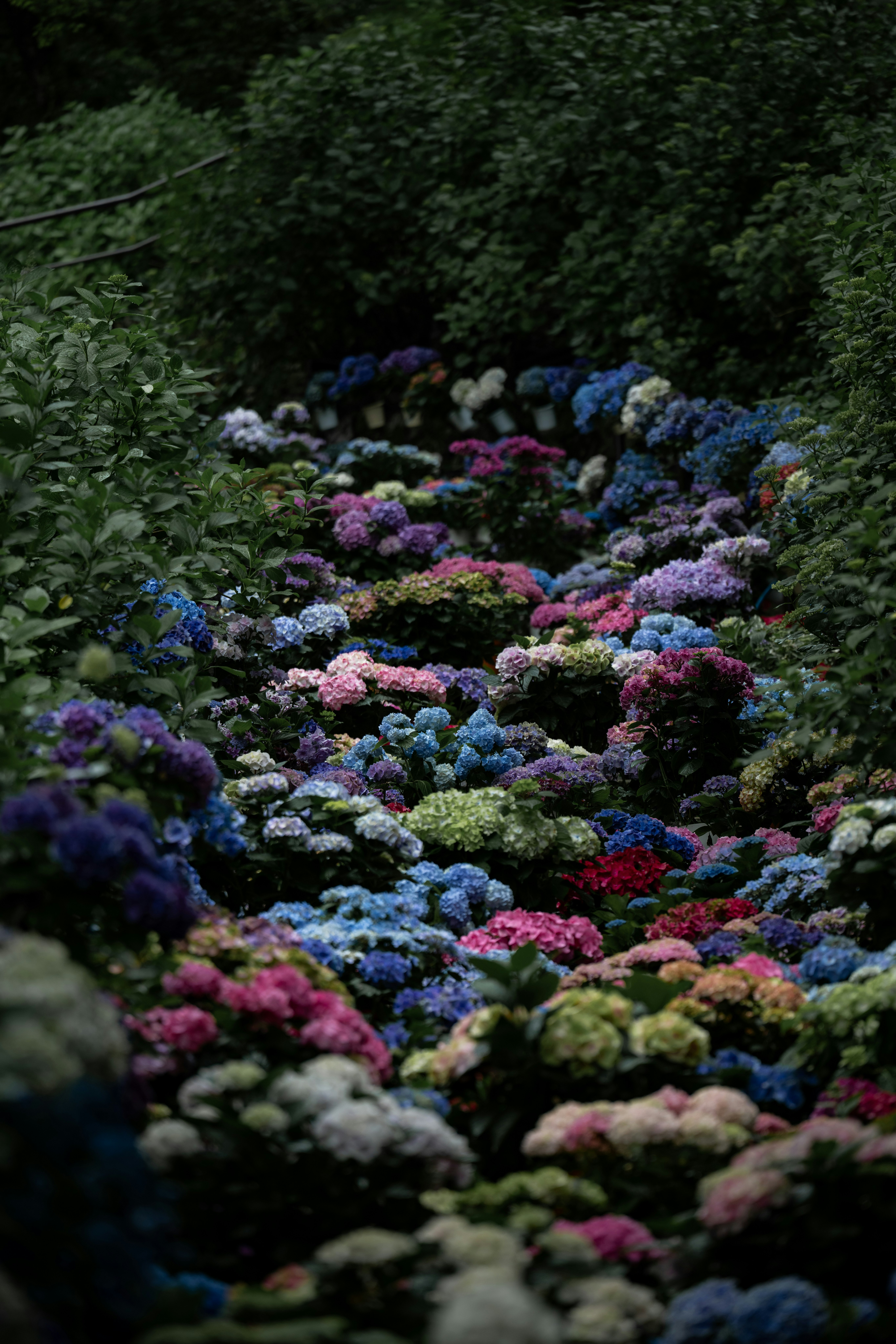 色とりどりの花が咲く花壇の小道