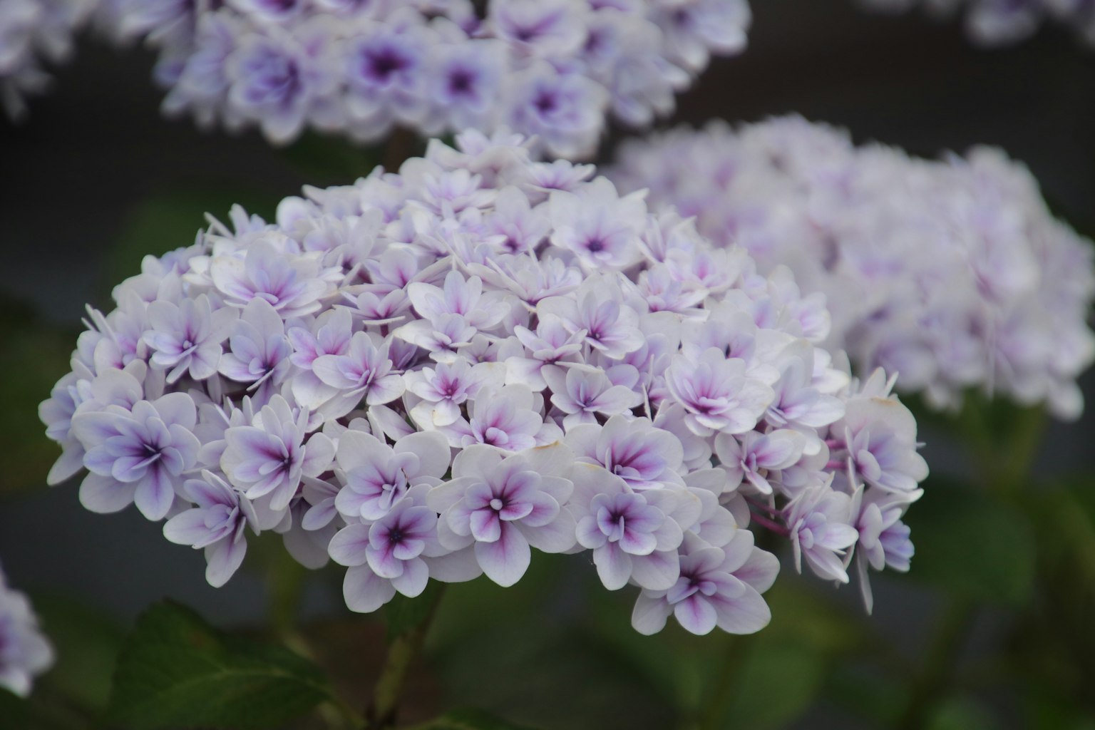 Bündel blühender lila Blumen