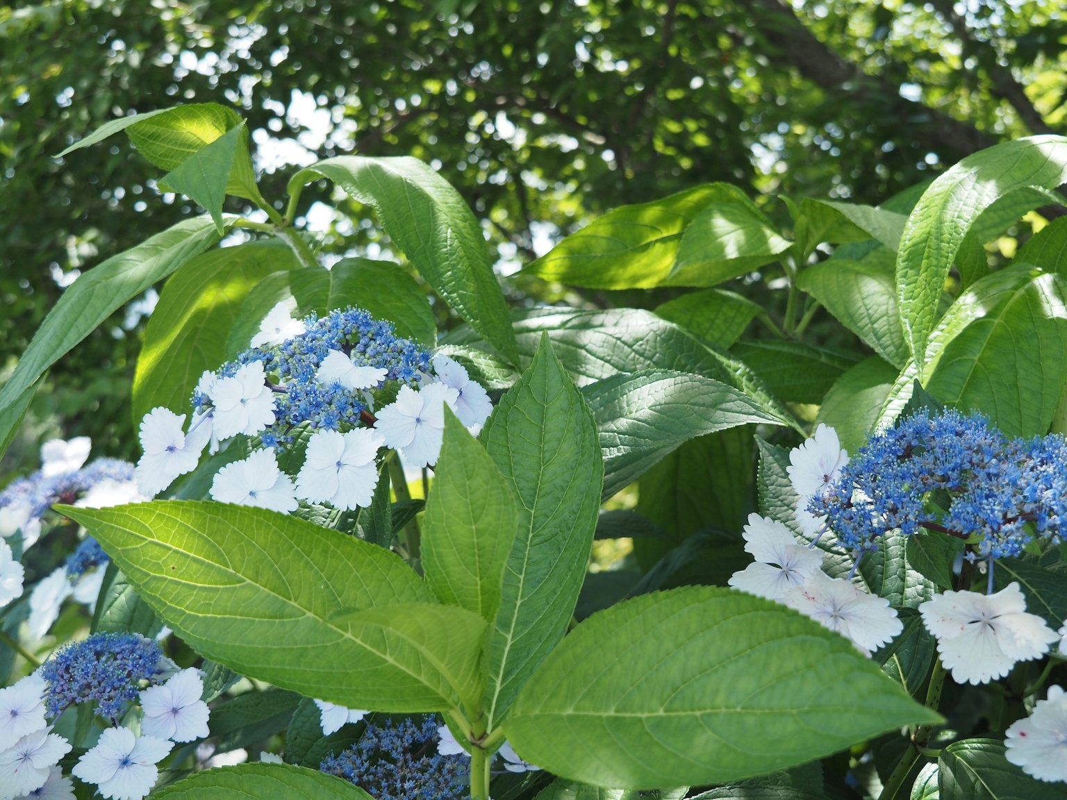 Primo piano di fiori blu e bianchi vivaci con grandi foglie verdi
