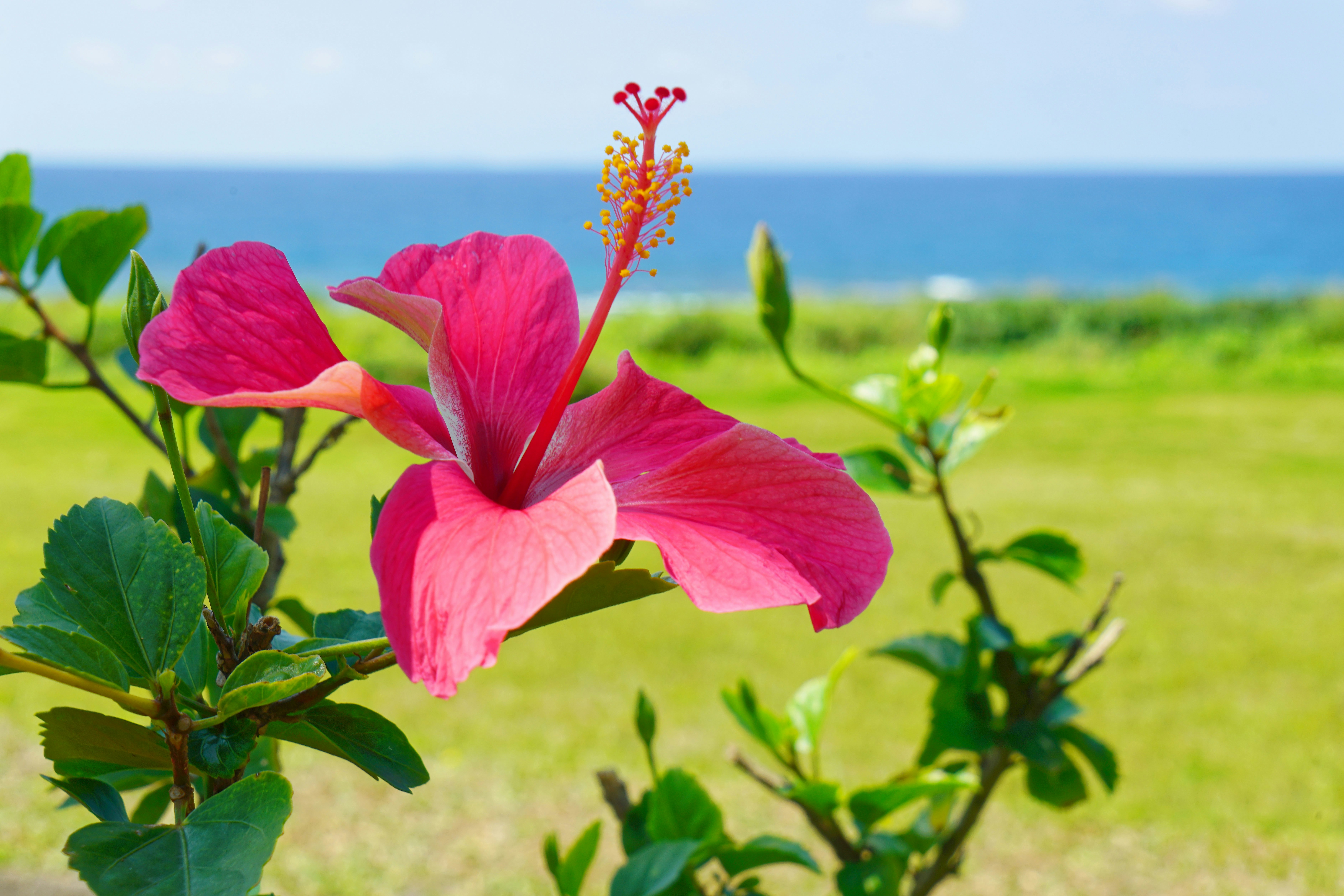海を背景に咲く鮮やかなハイビスカスの花