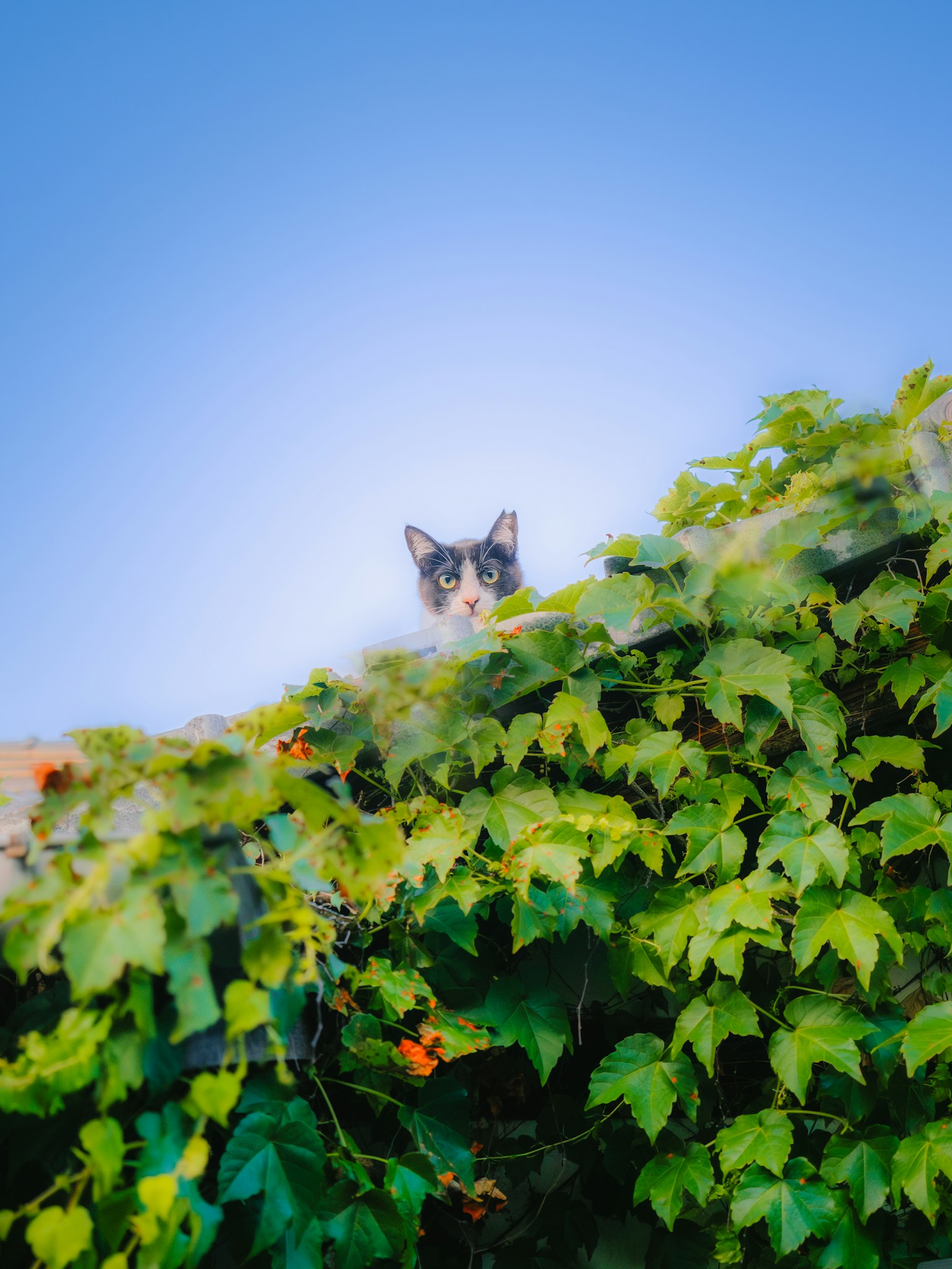 Un chat qui regarde par-dessus une haie verte sous un ciel bleu