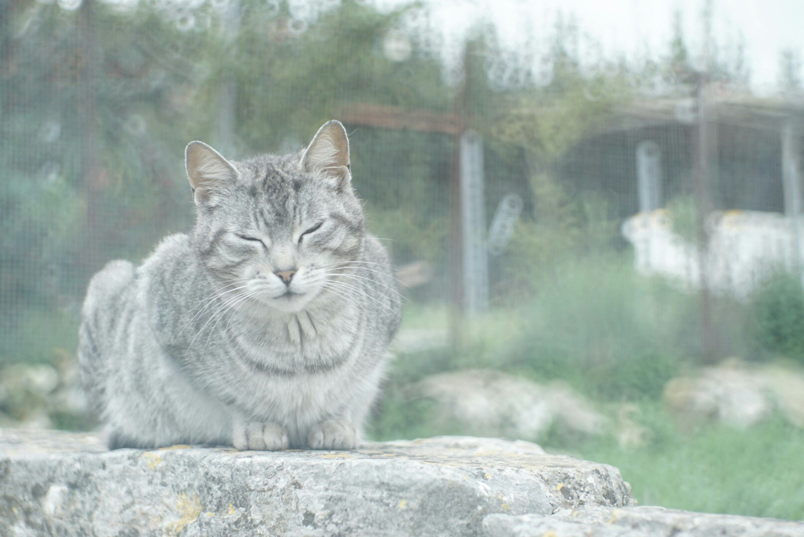 kucing duduk di atas batu